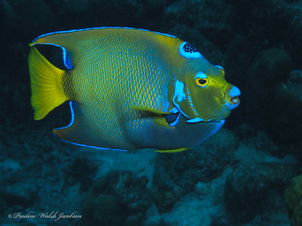 Poisson-ange royal