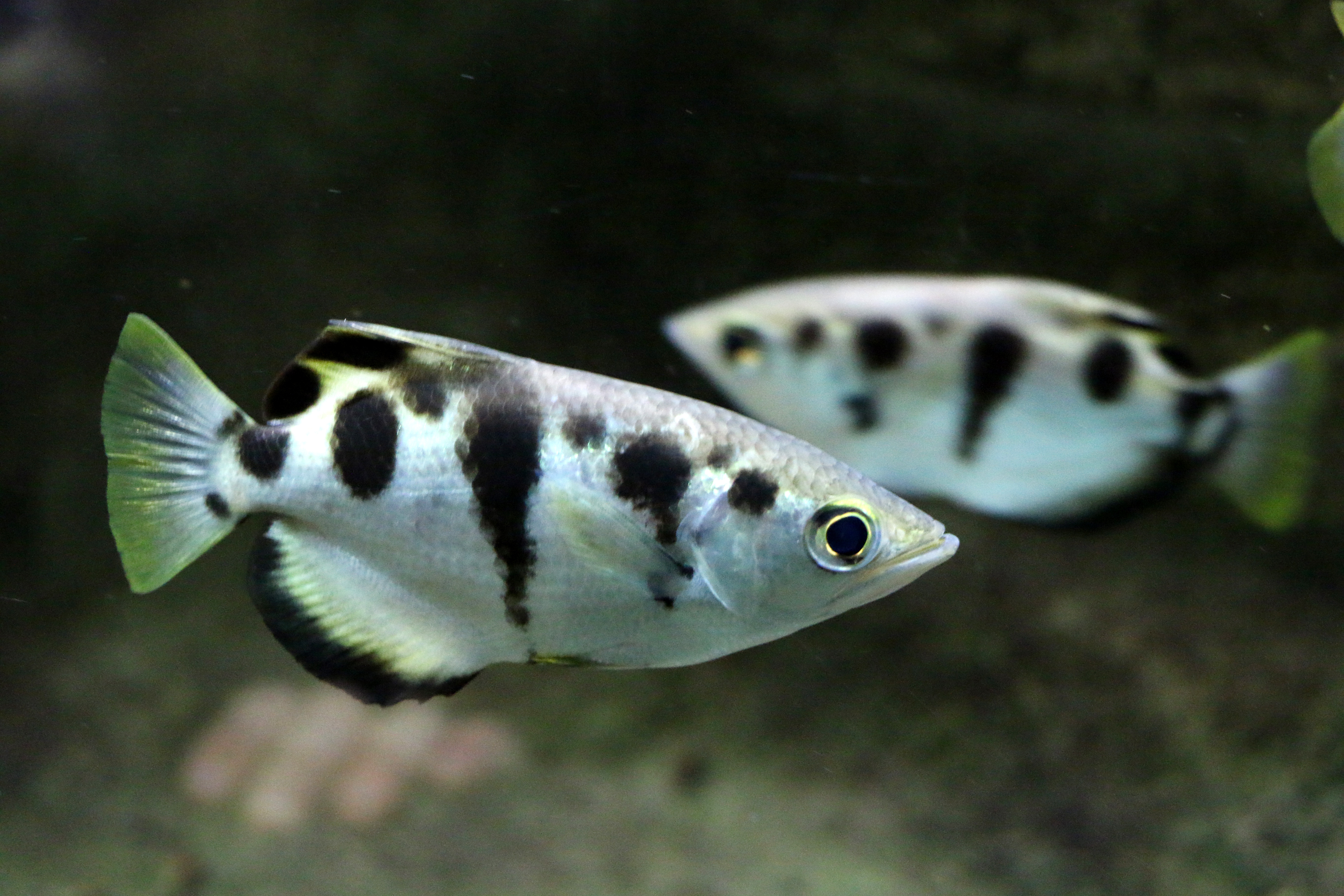 Poisson-archer
