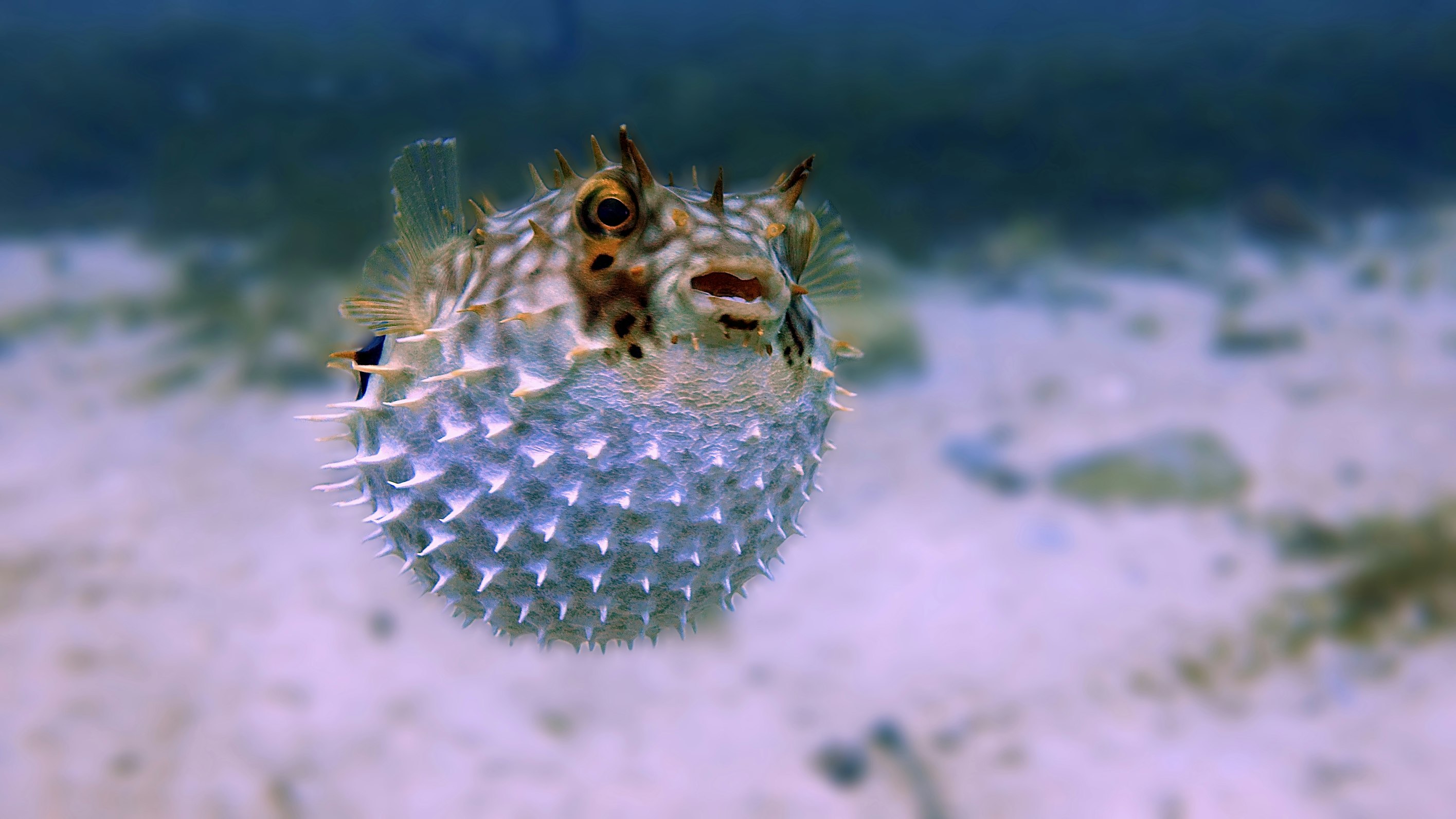Poisson-globe