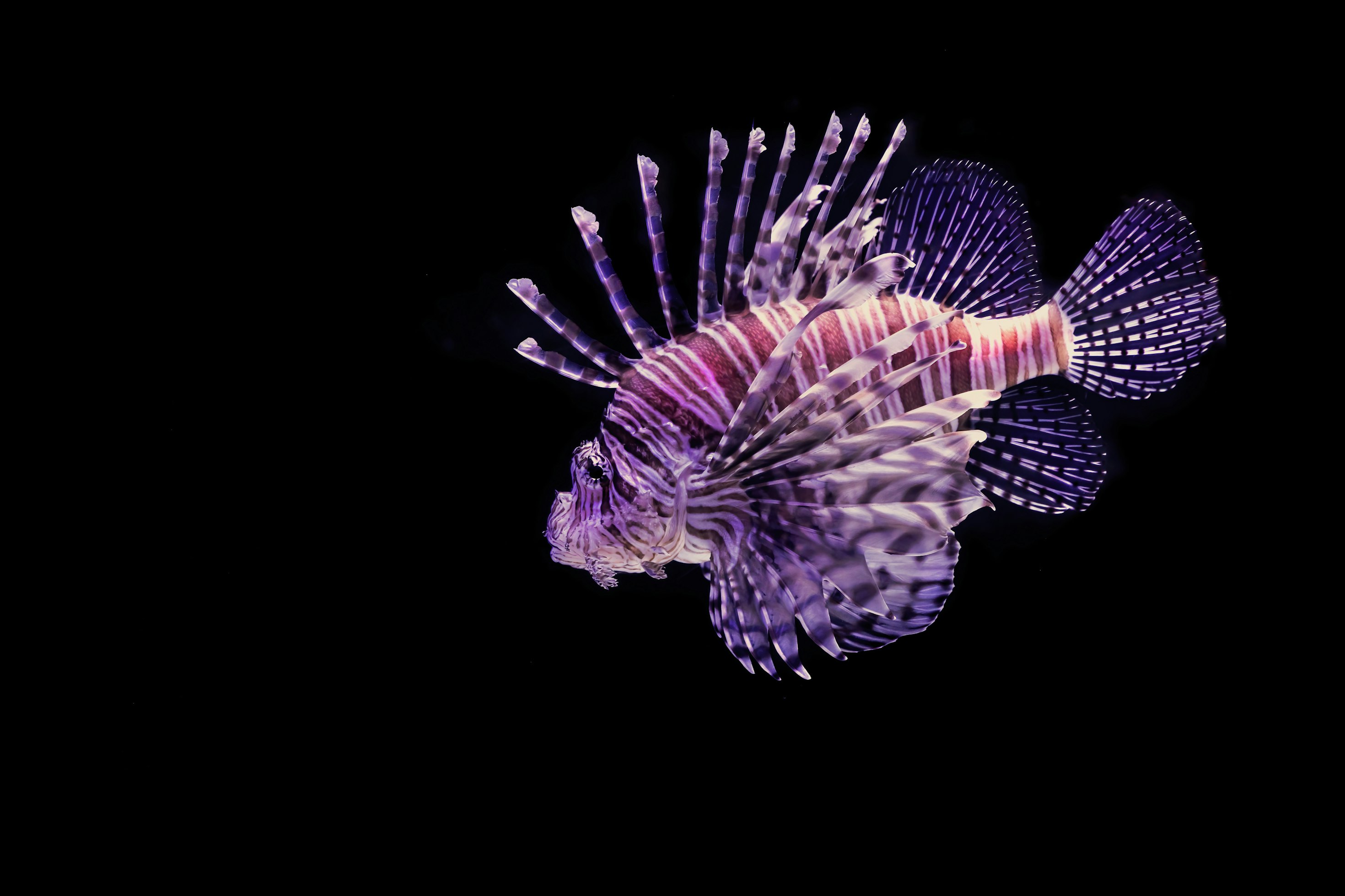 Poisson-lion