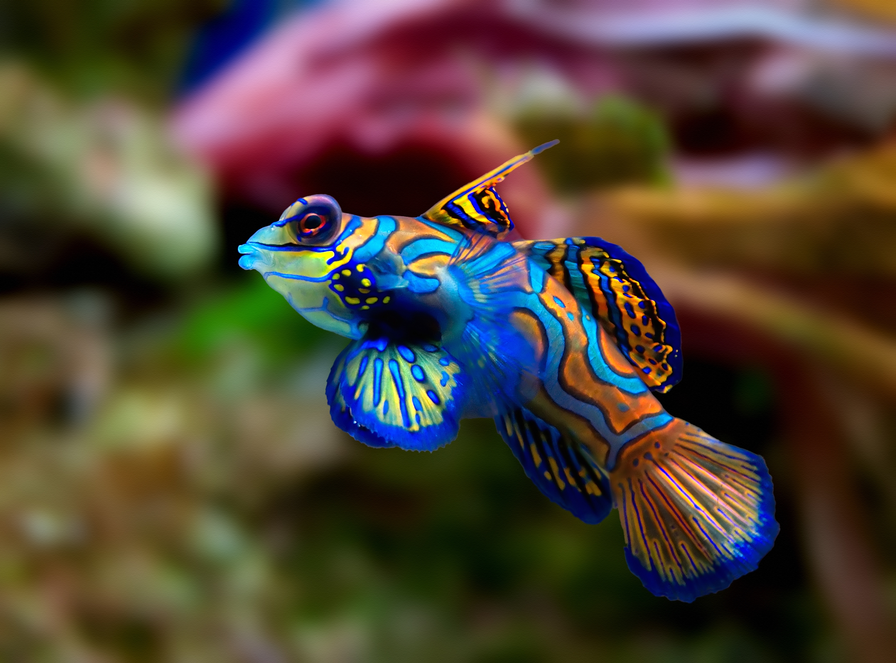 Poisson-mandarin
