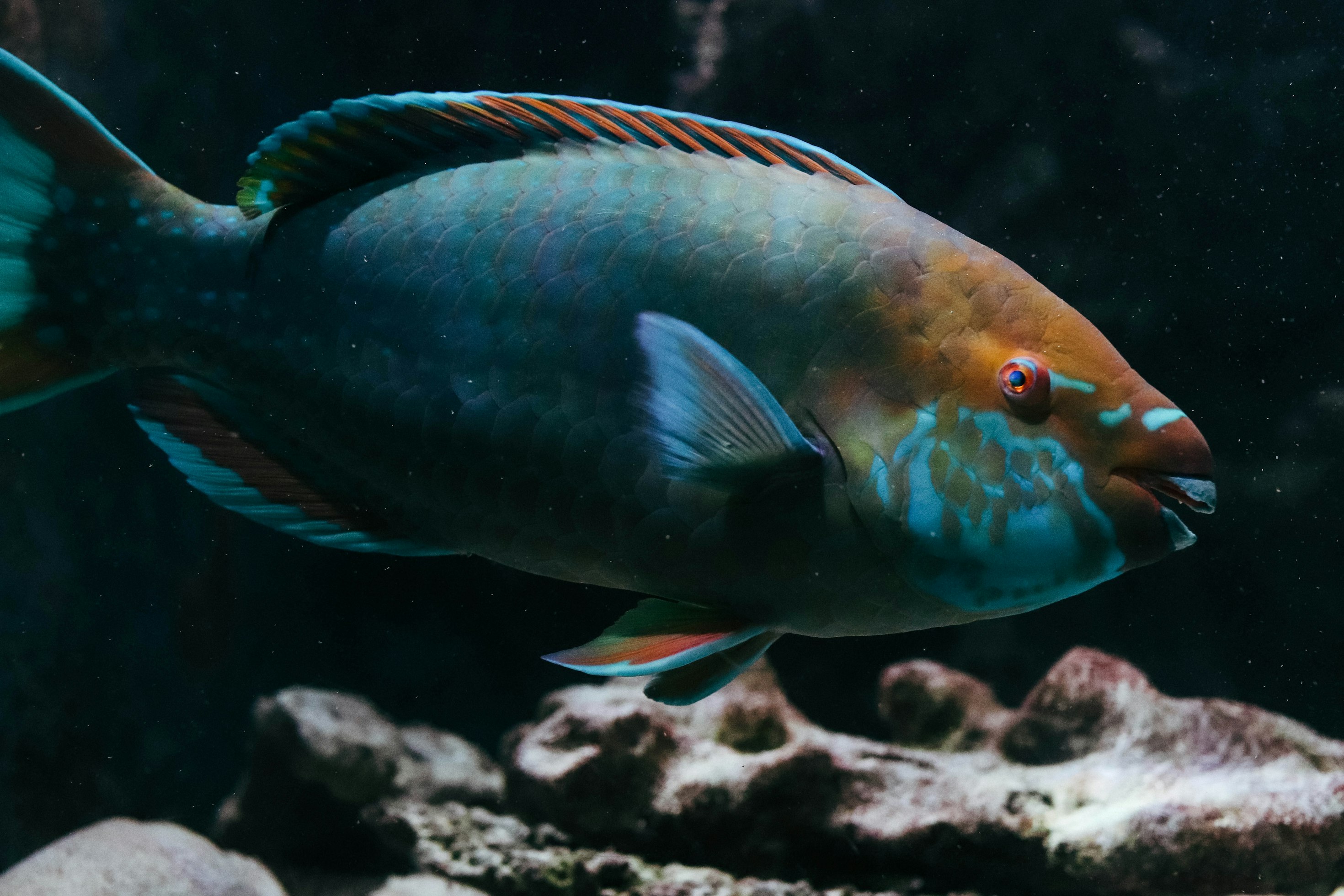Poisson-perroquet
