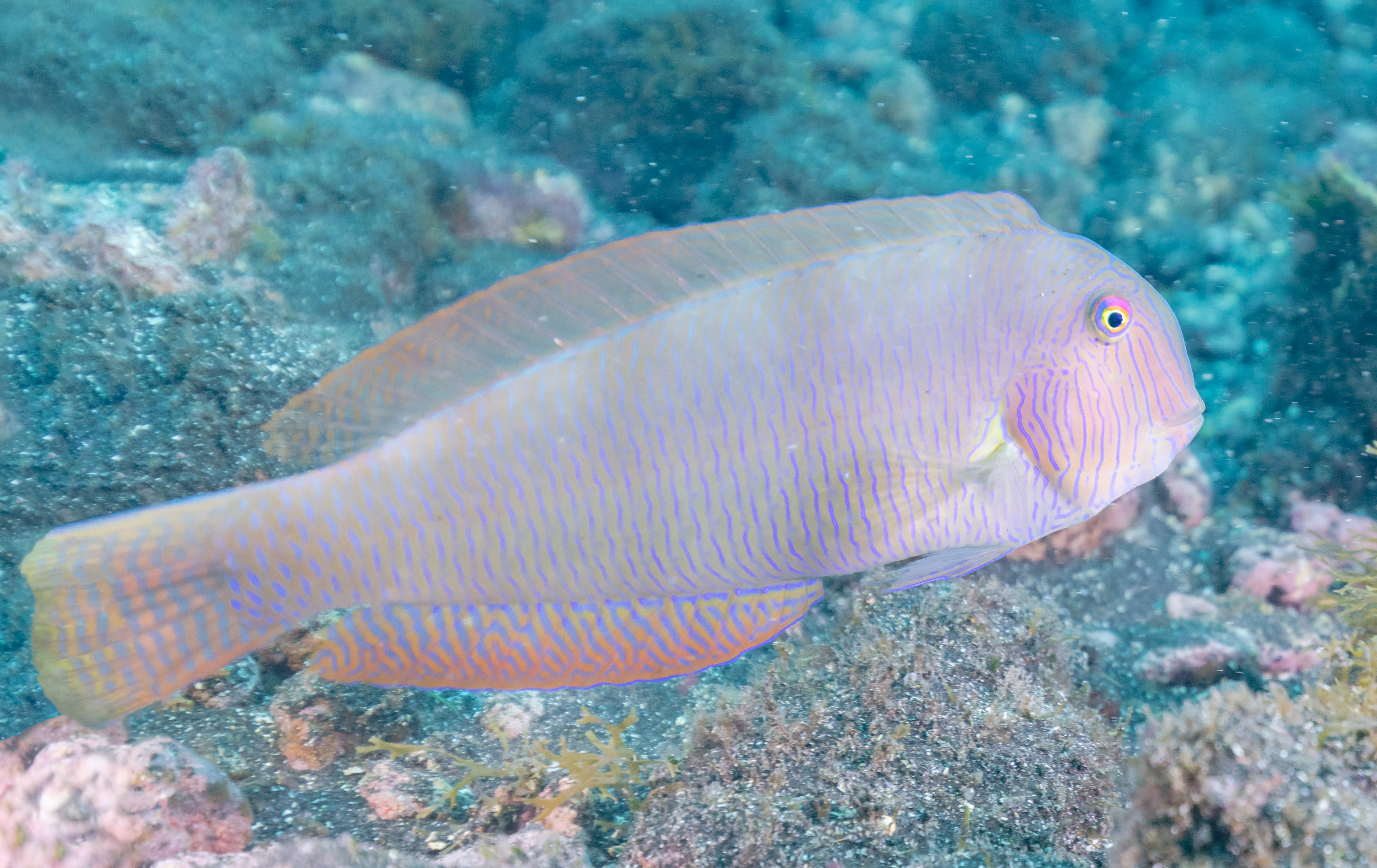 Poisson-rasoir