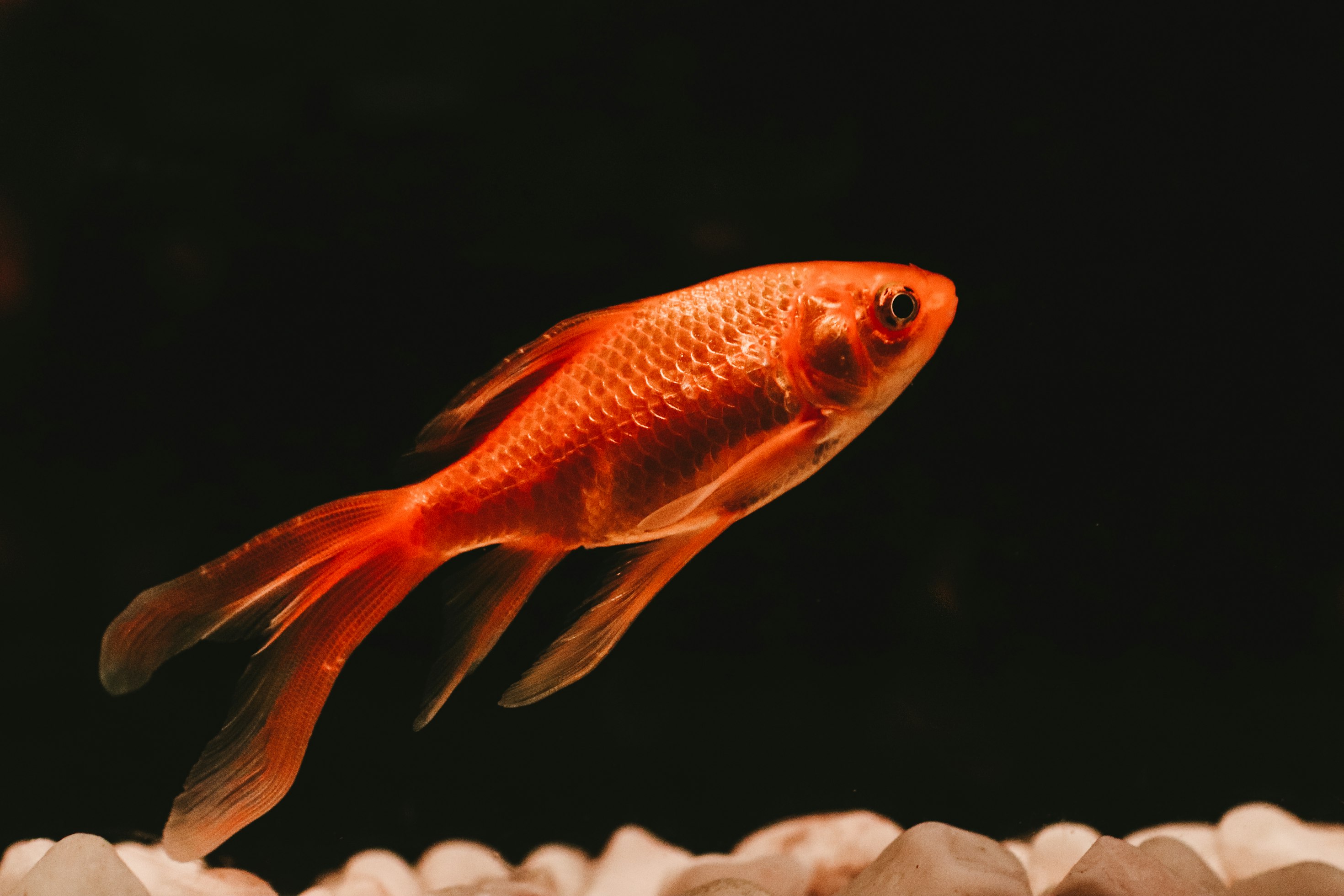 Poisson rouge