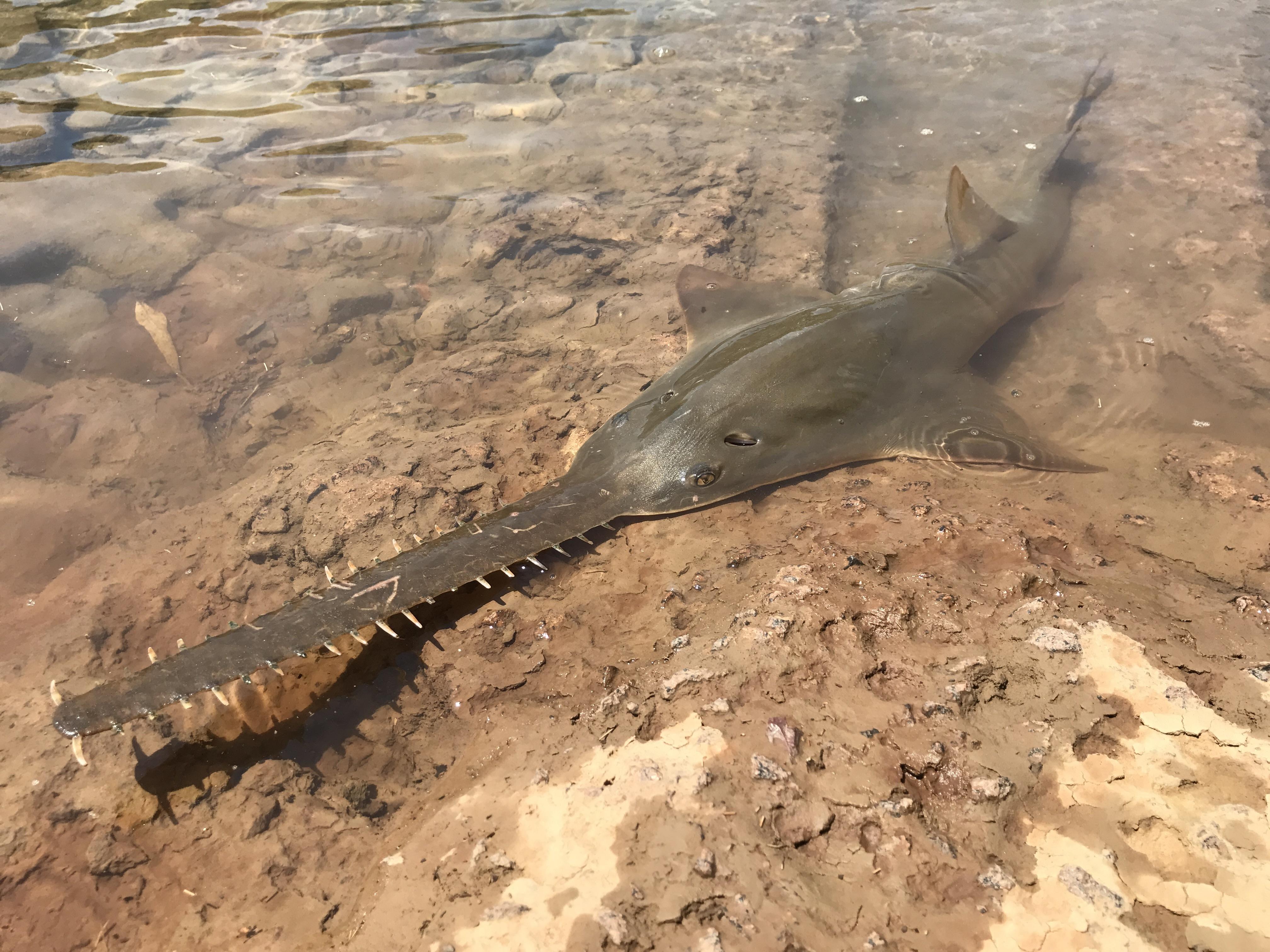 Poisson-scie commun