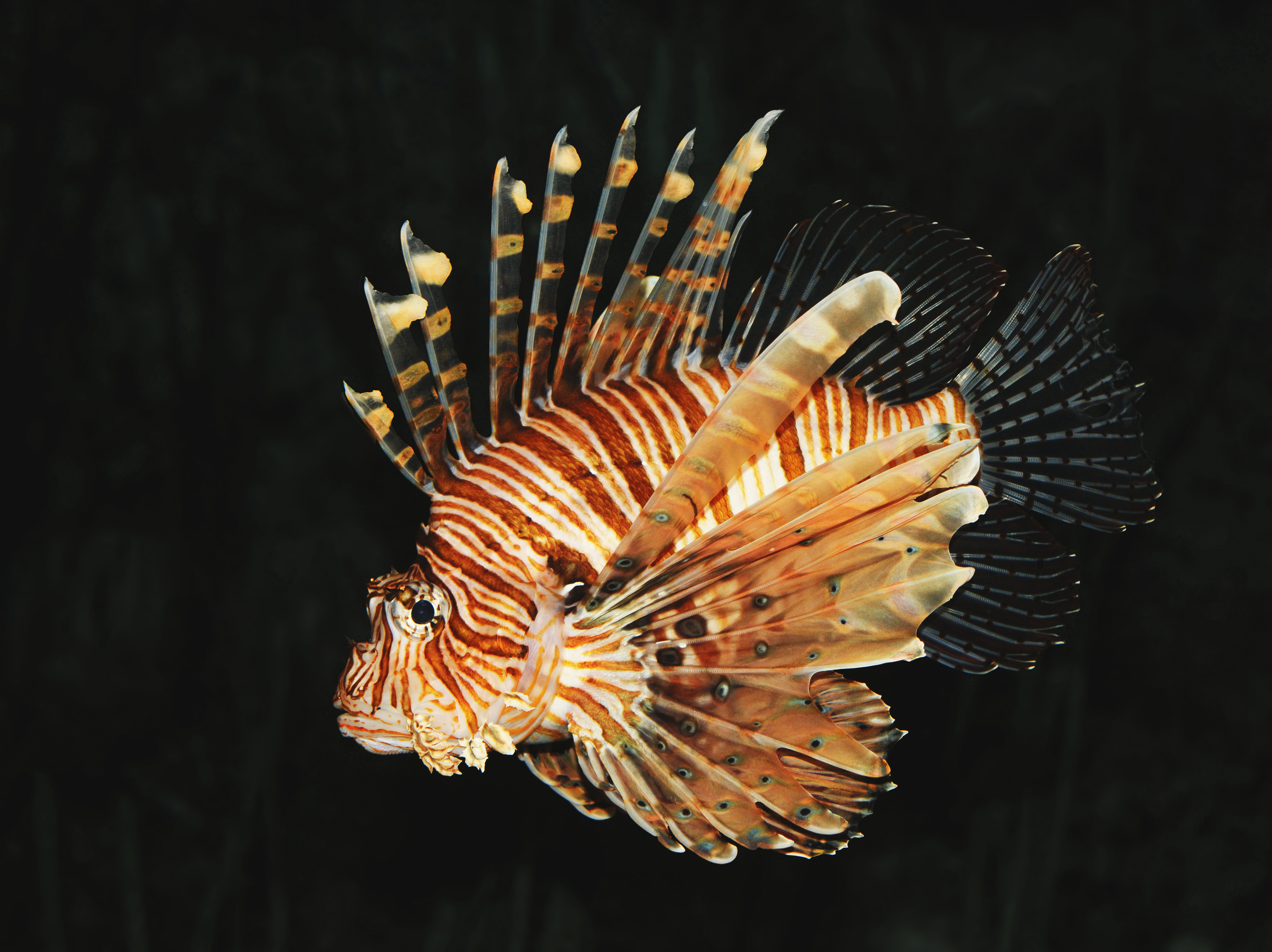 Poisson-scorpion