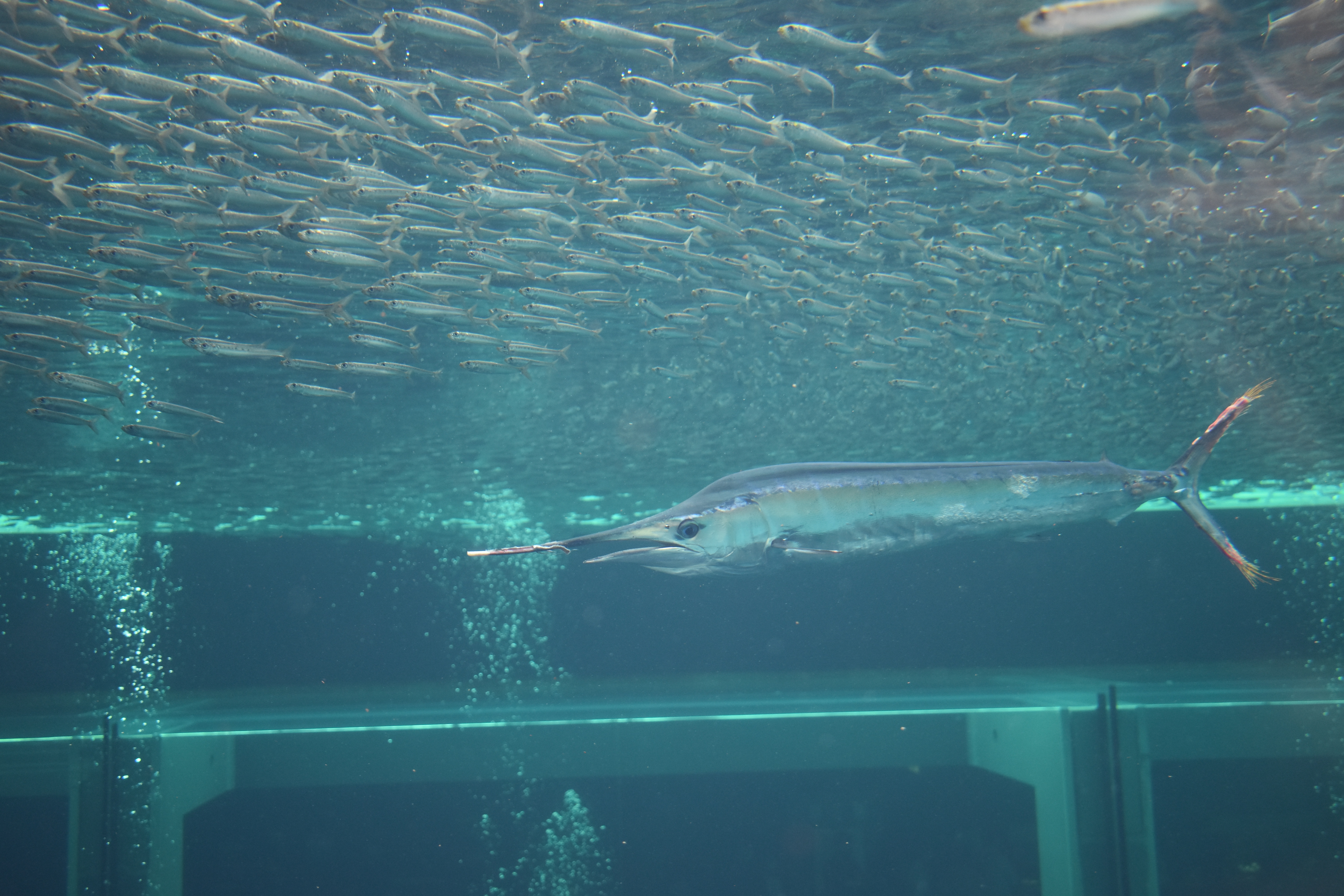 Poisson-voilier : Poisson bleu argenté doté d’une immense nageoire dorsale en forme de voile
