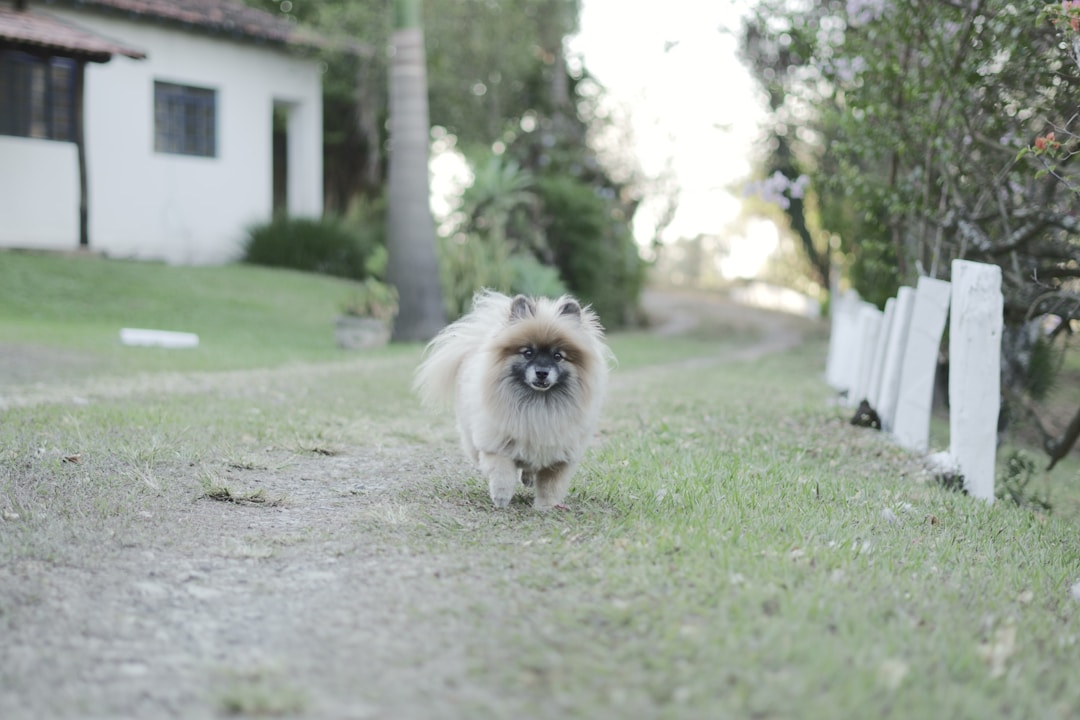 Pomeranian