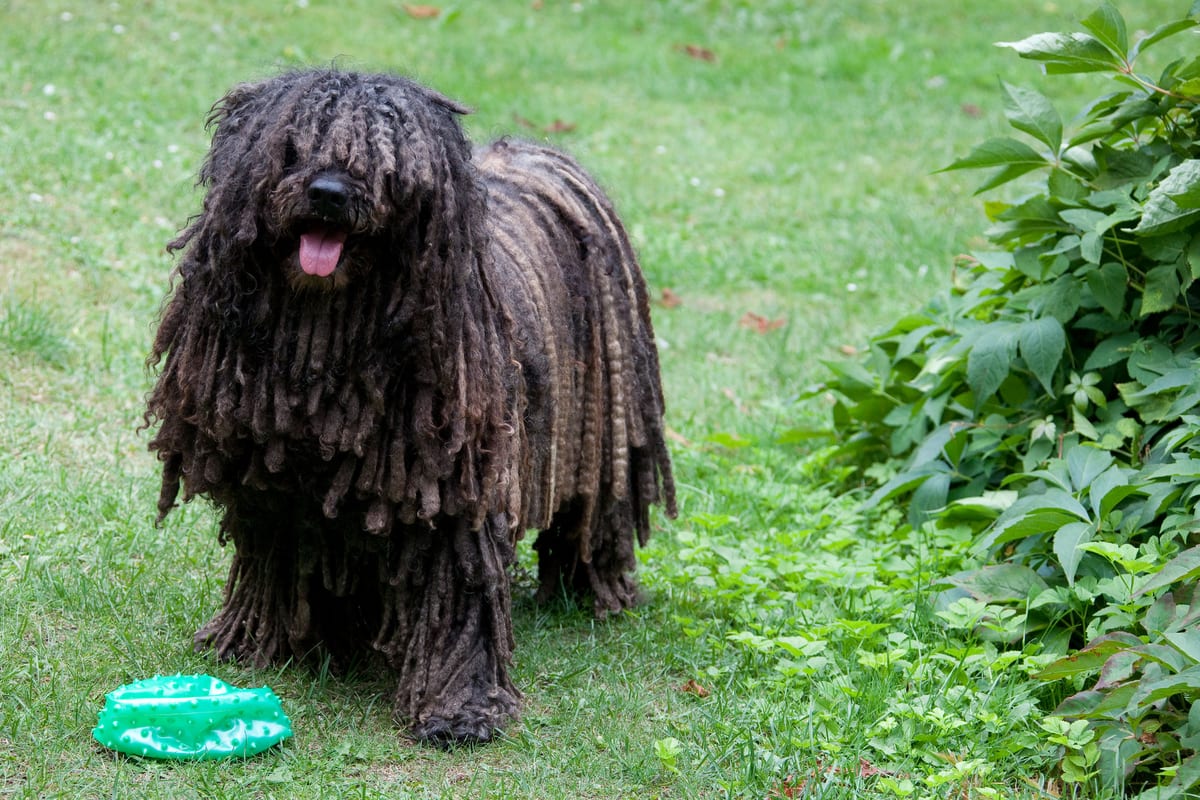Puli