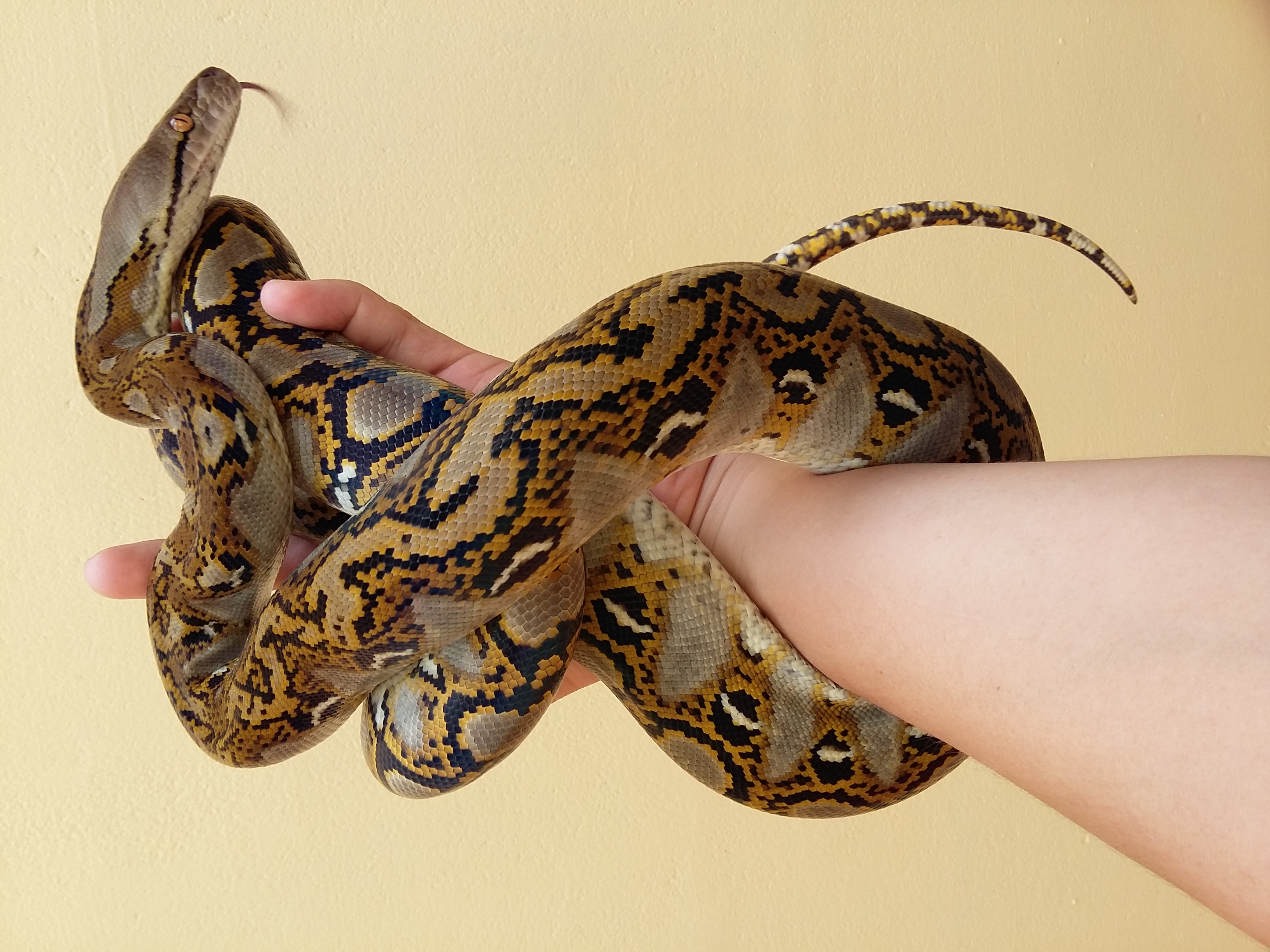 Python réticulé