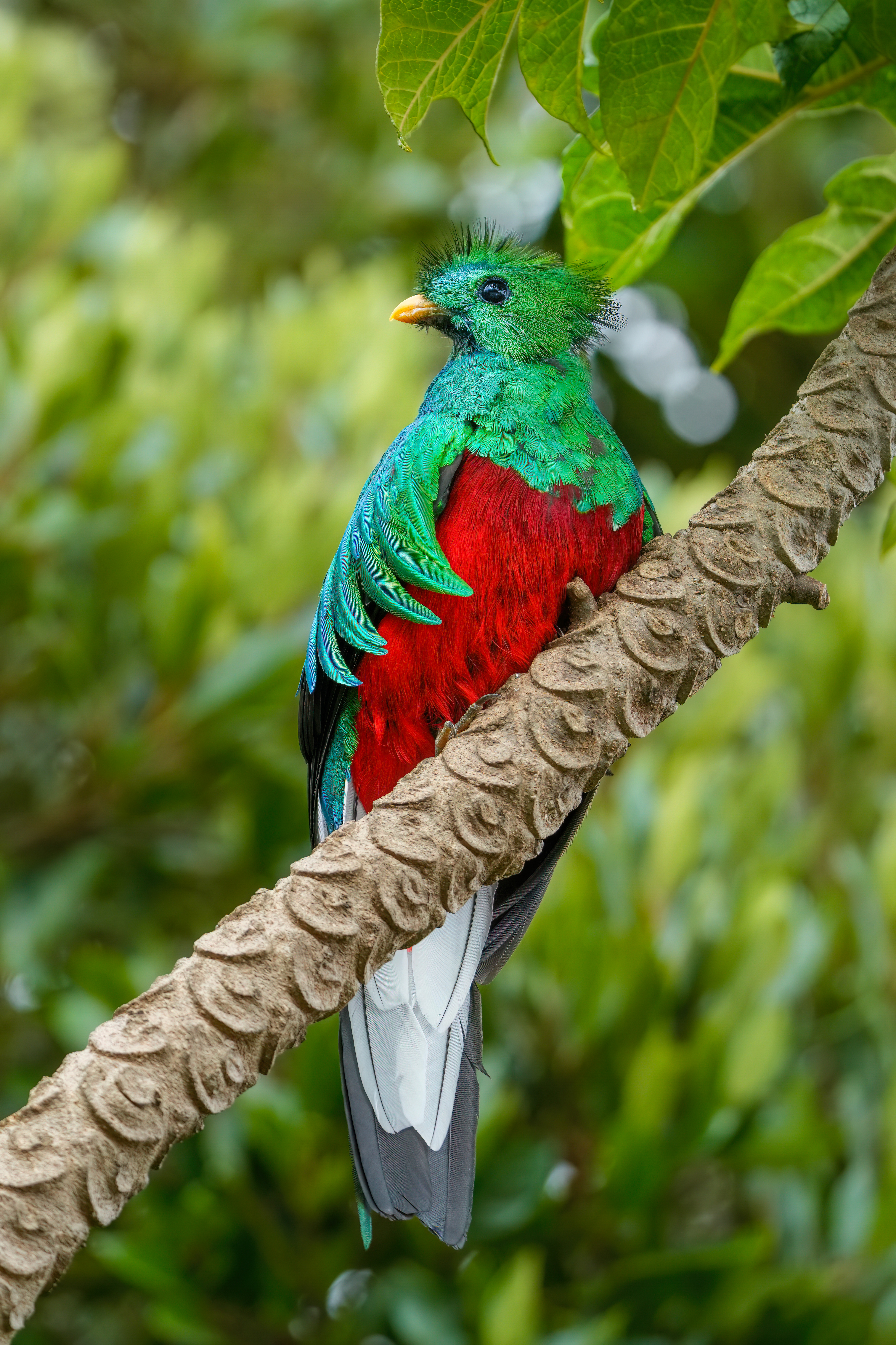 Quetzal resplendissant