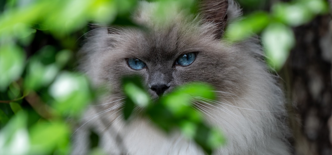 Ragdoll