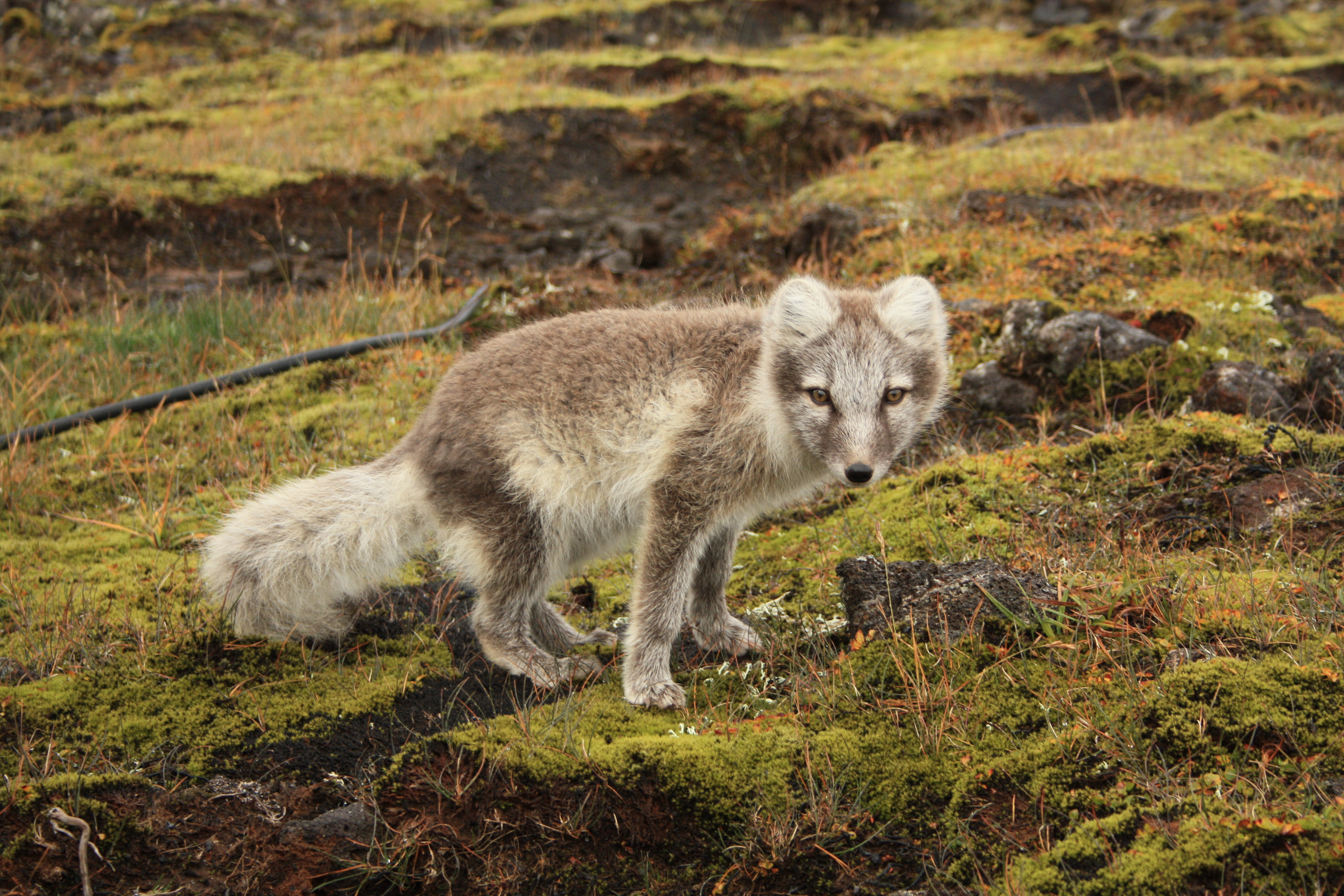 Renard arctique