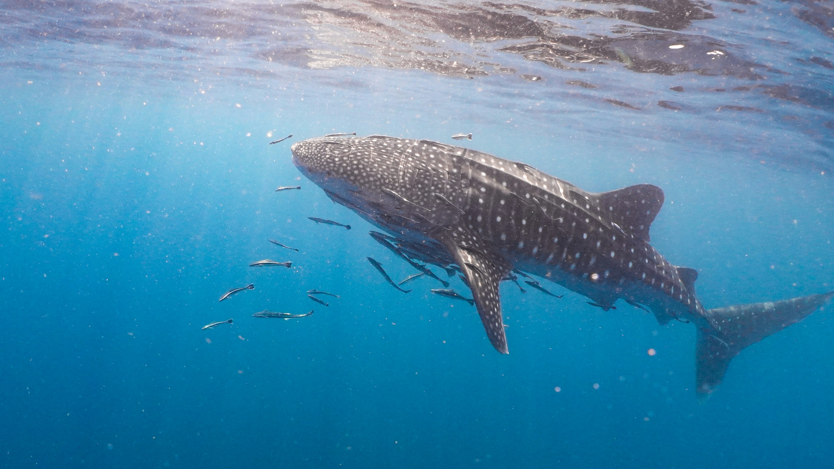 Requin-baleine