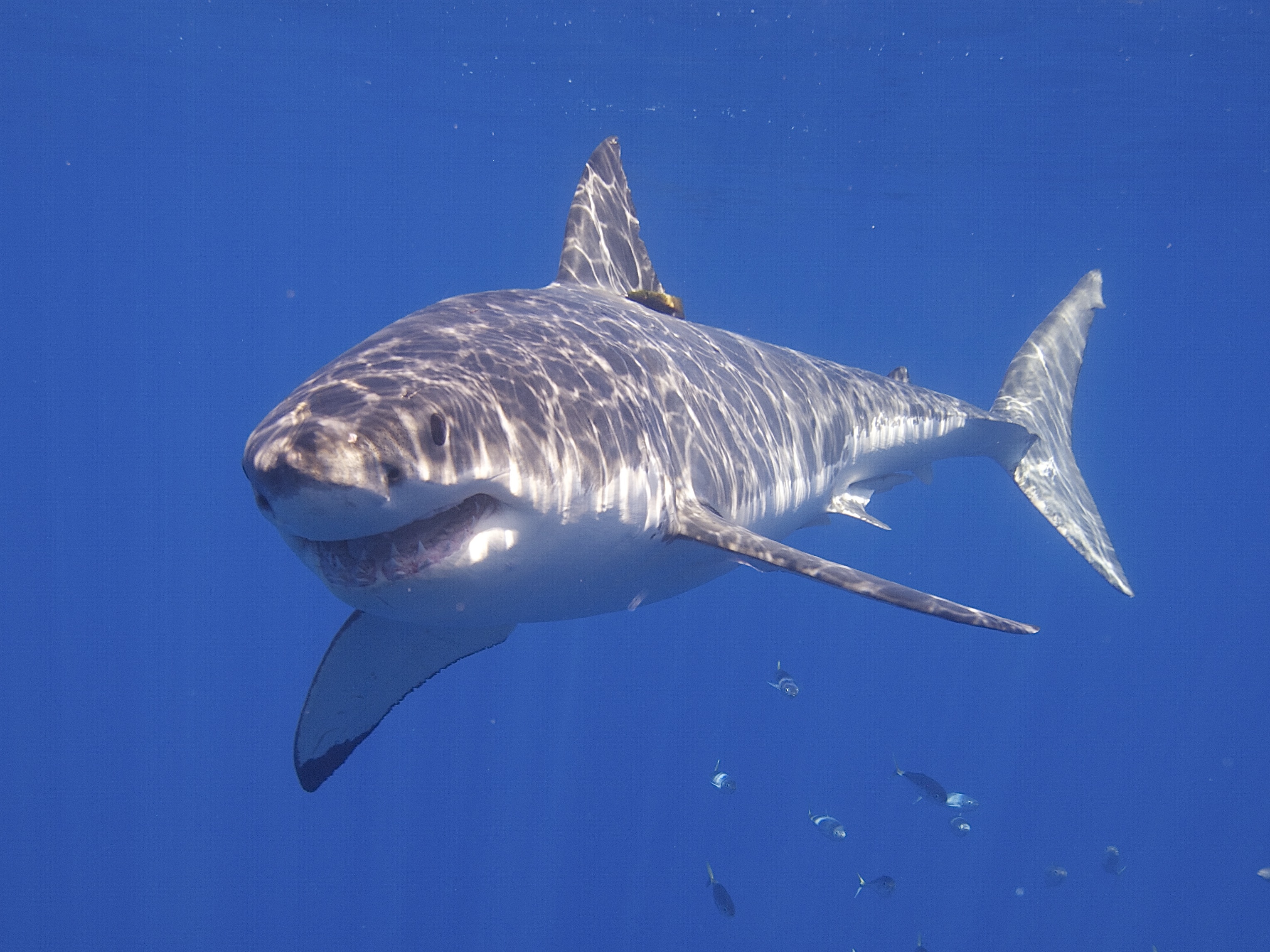 Requin blanc