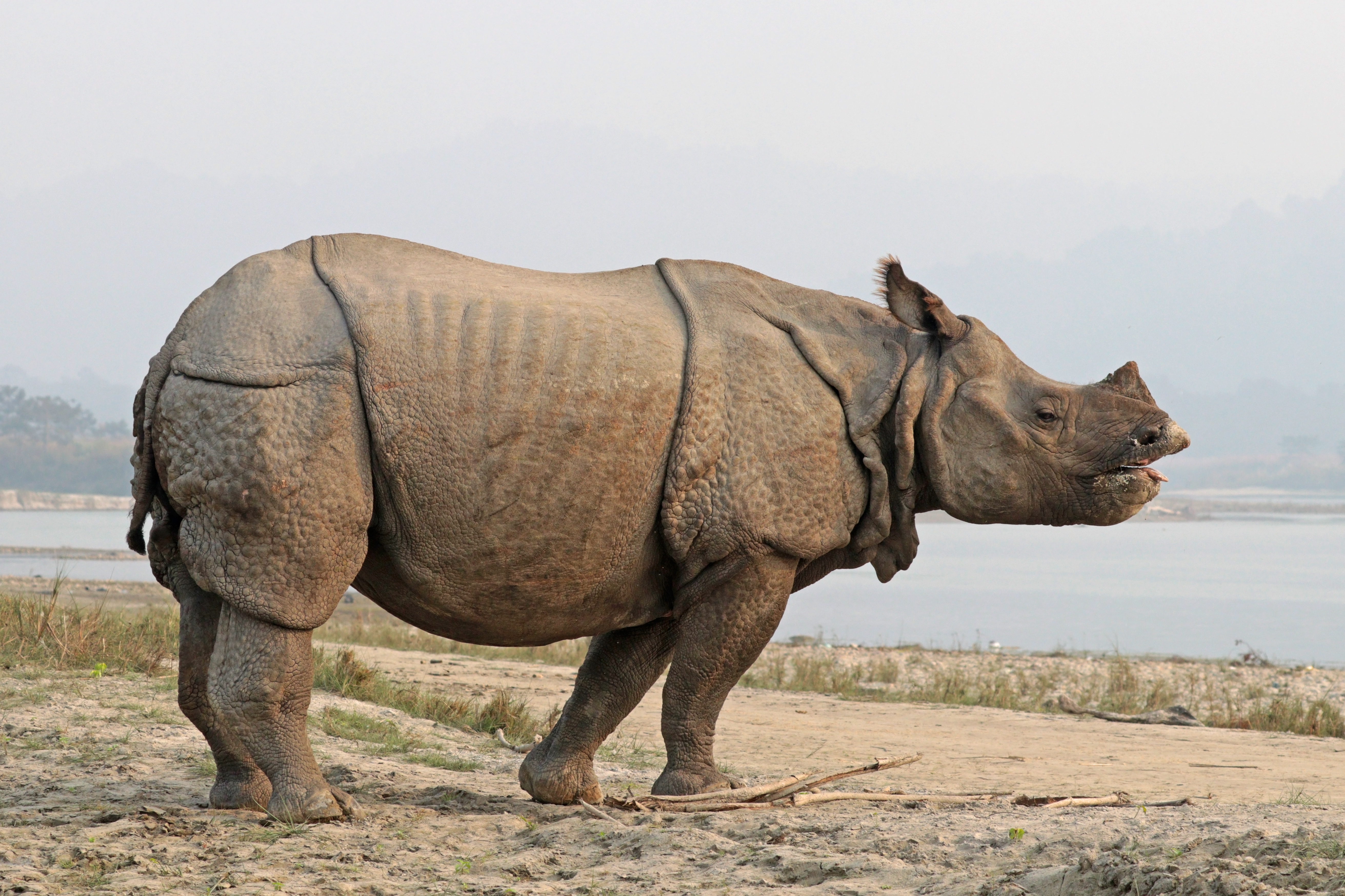 Rhinocéros indien : Une seule corne et une peau plissée évoquant une armure
