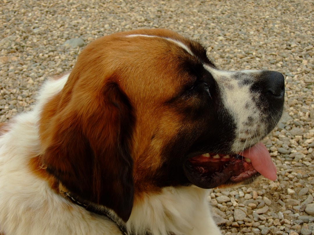 Saint-Bernard