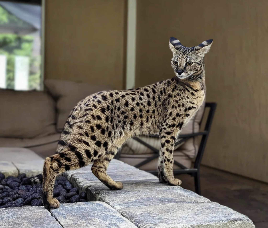 Savannah