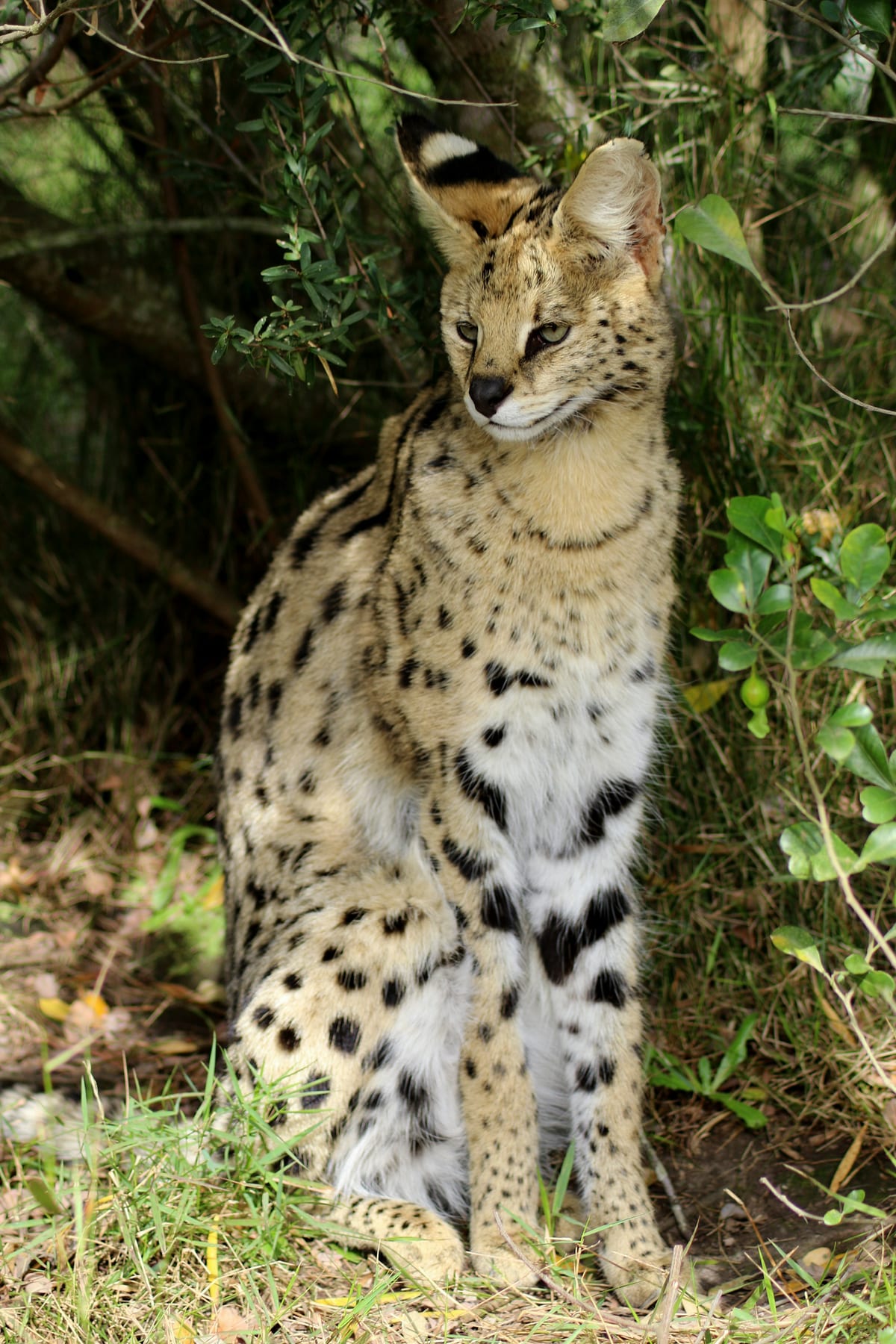 Serval