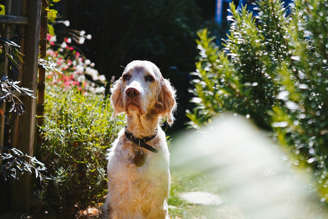 Setter Anglais