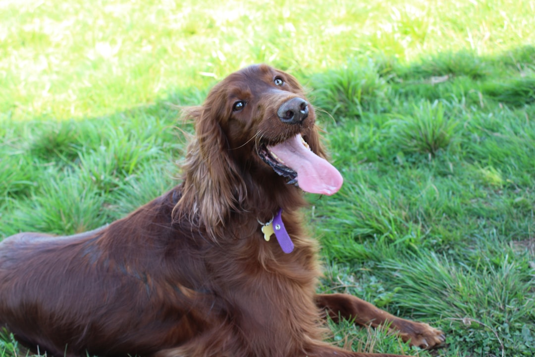 Setter Irlandais