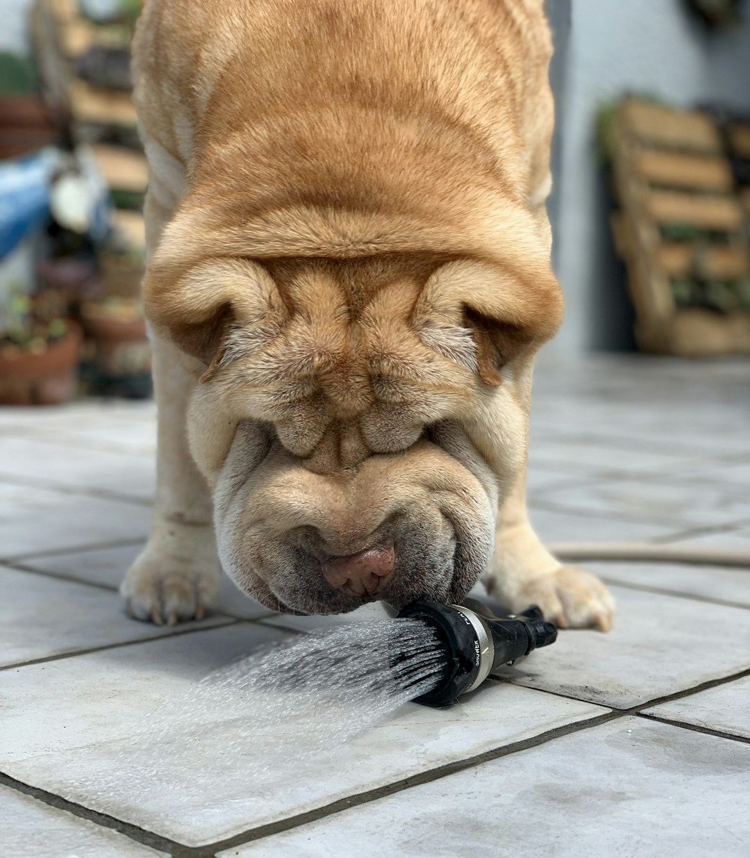 Shar-Pei