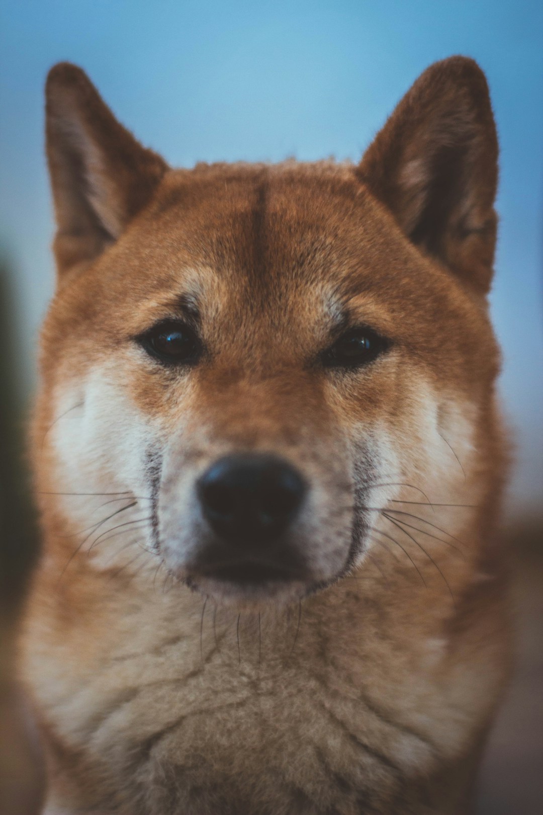 Shiba Inu