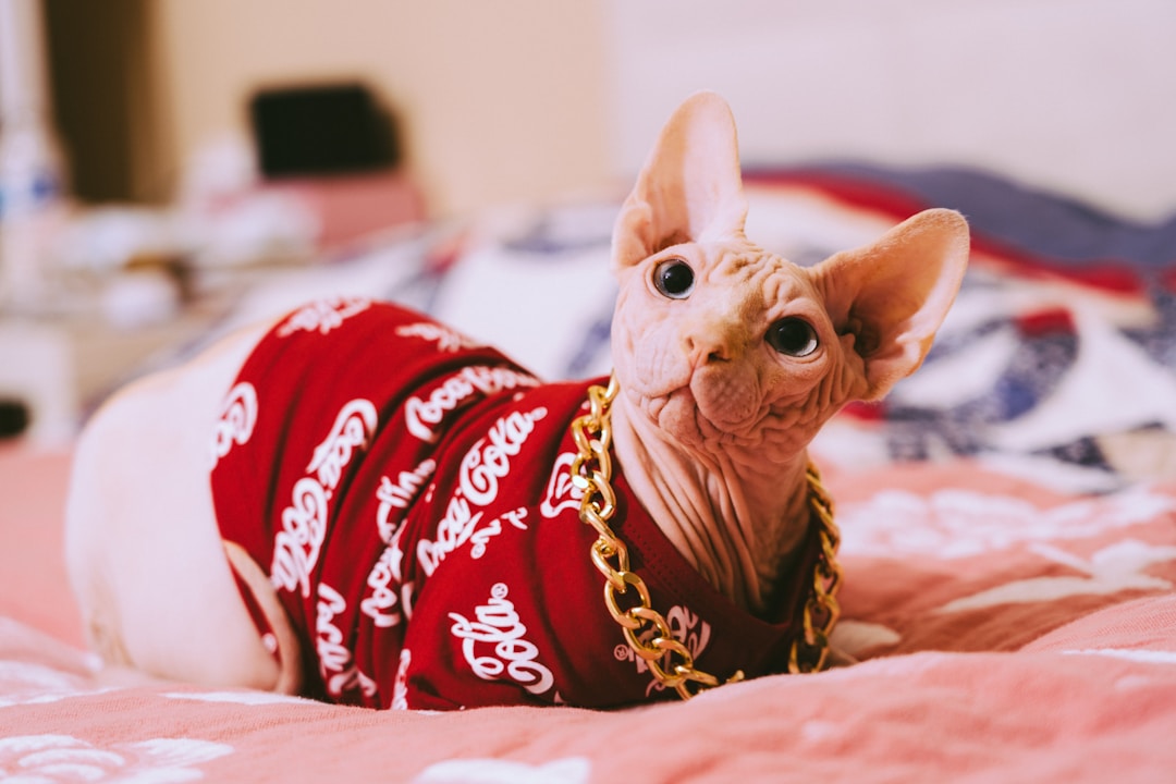 Sphynx