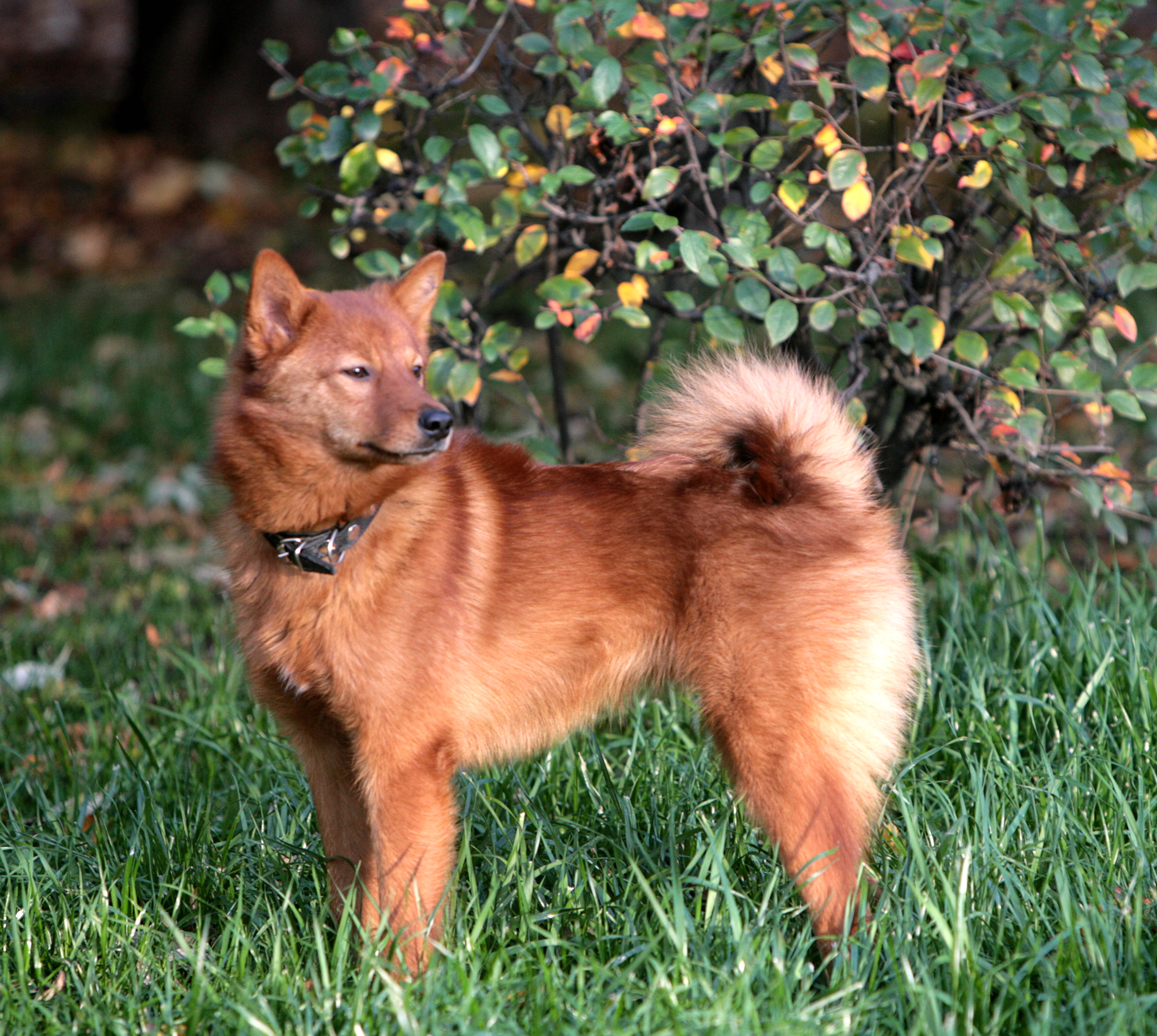 Spitz Finlandais