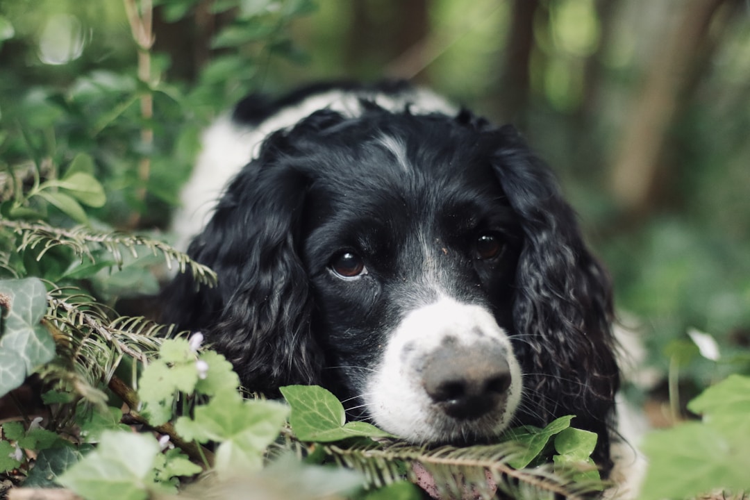 Springer Spaniel Anglais