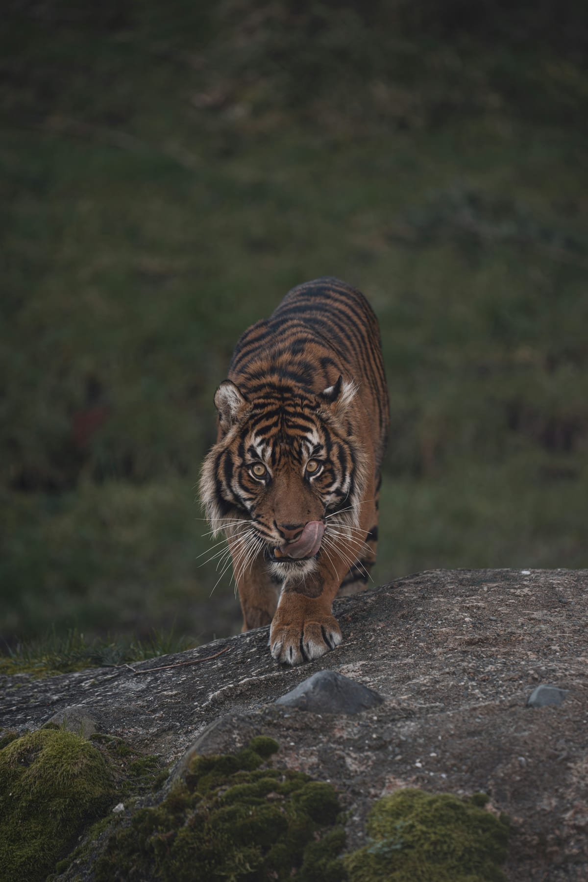 Tigre de Sumatra