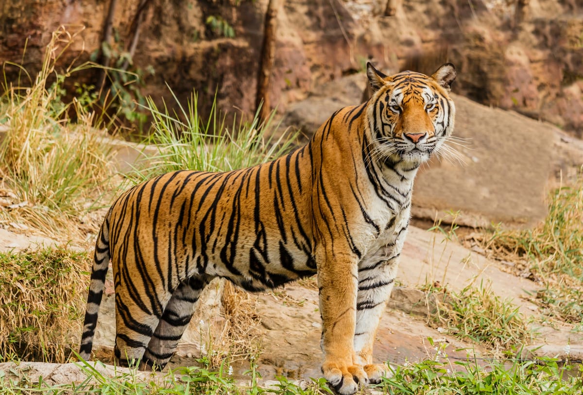 Tigre du Bengale