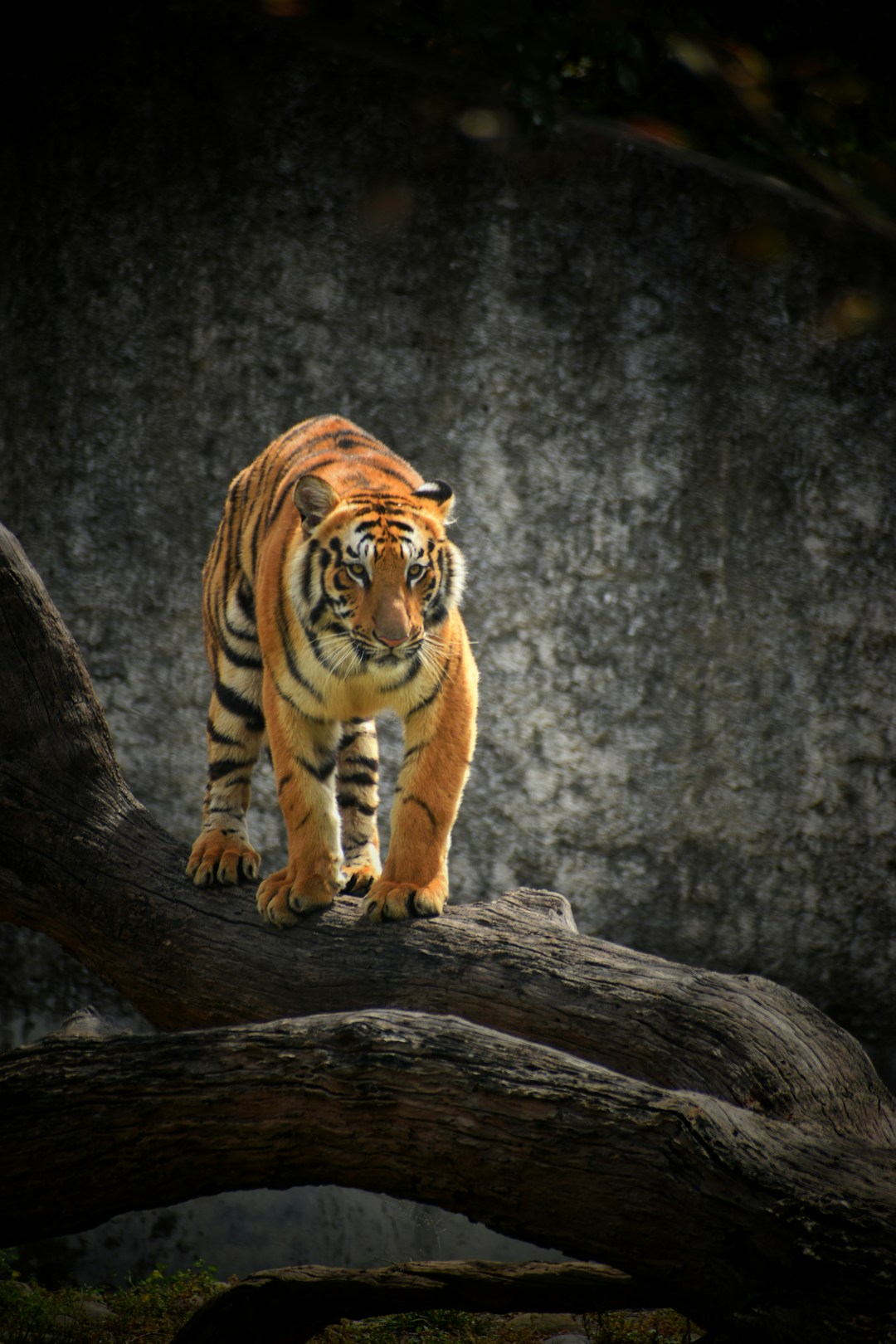 Tigre