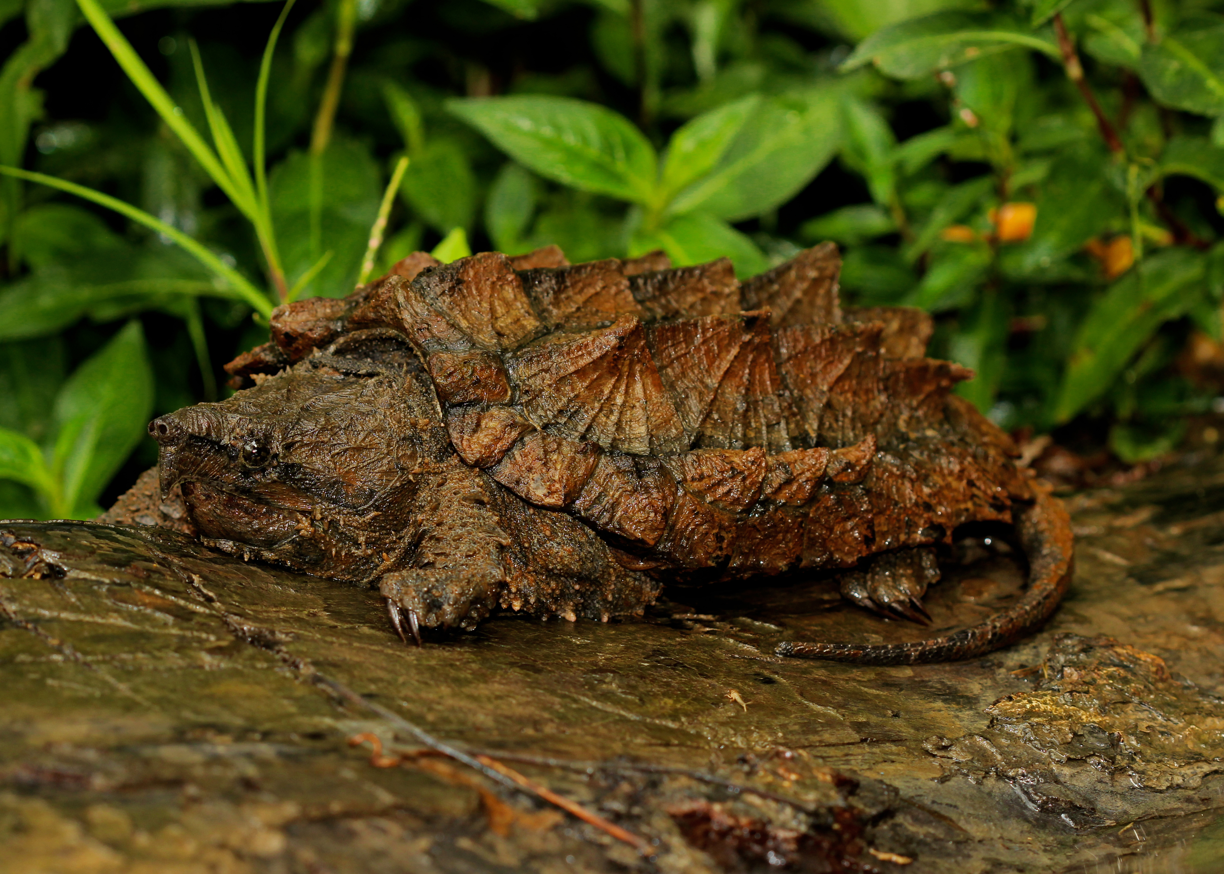Tortue alligator : Carapace très bosselée, tête massive et bec crochu rappelant celui d’un oiseau
