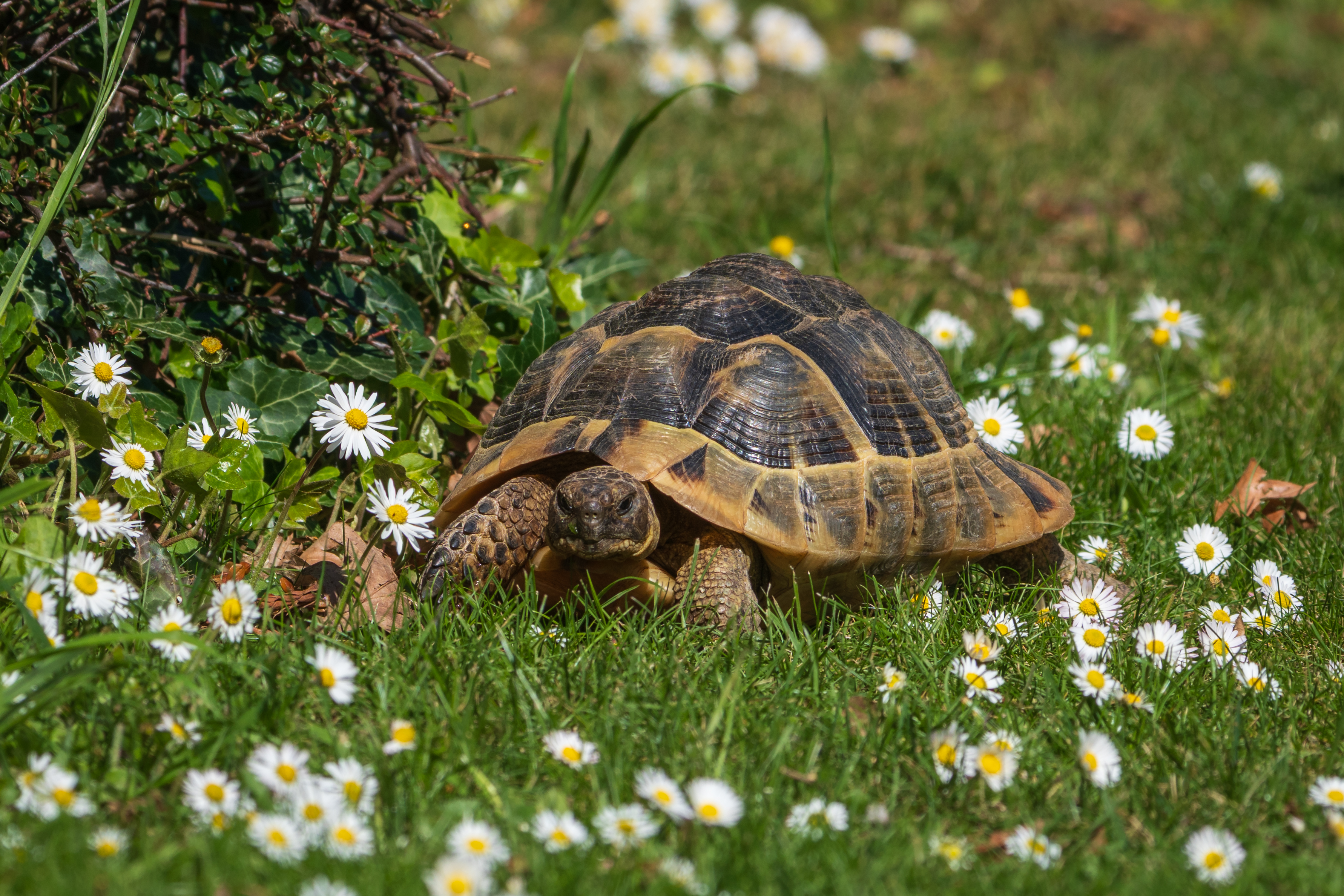 Tortue de Hermann