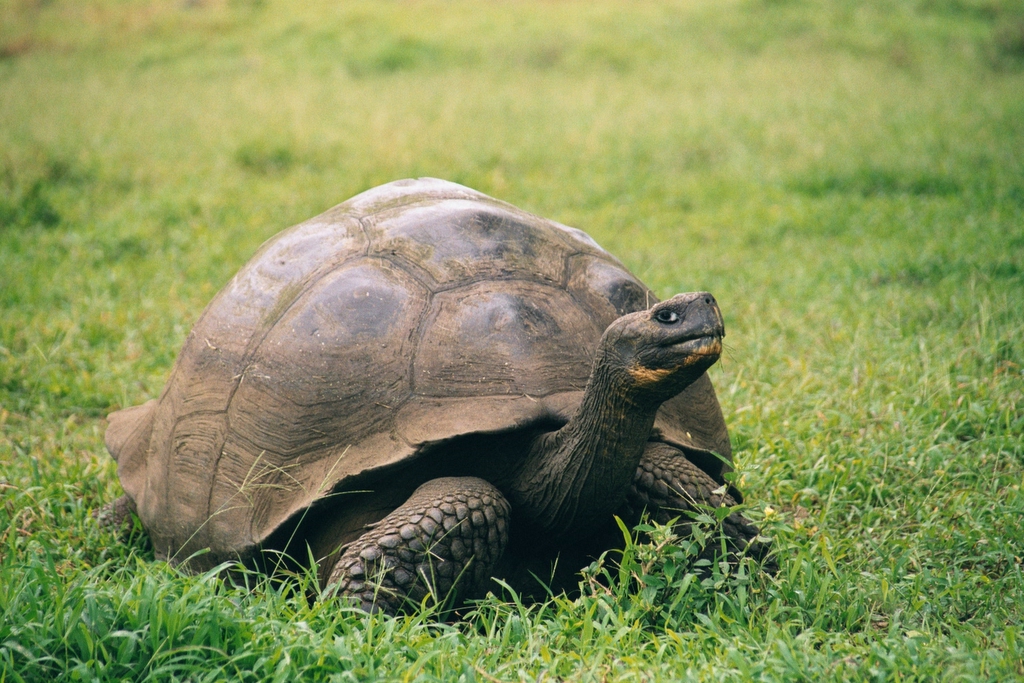Tortue géante des Galápagos