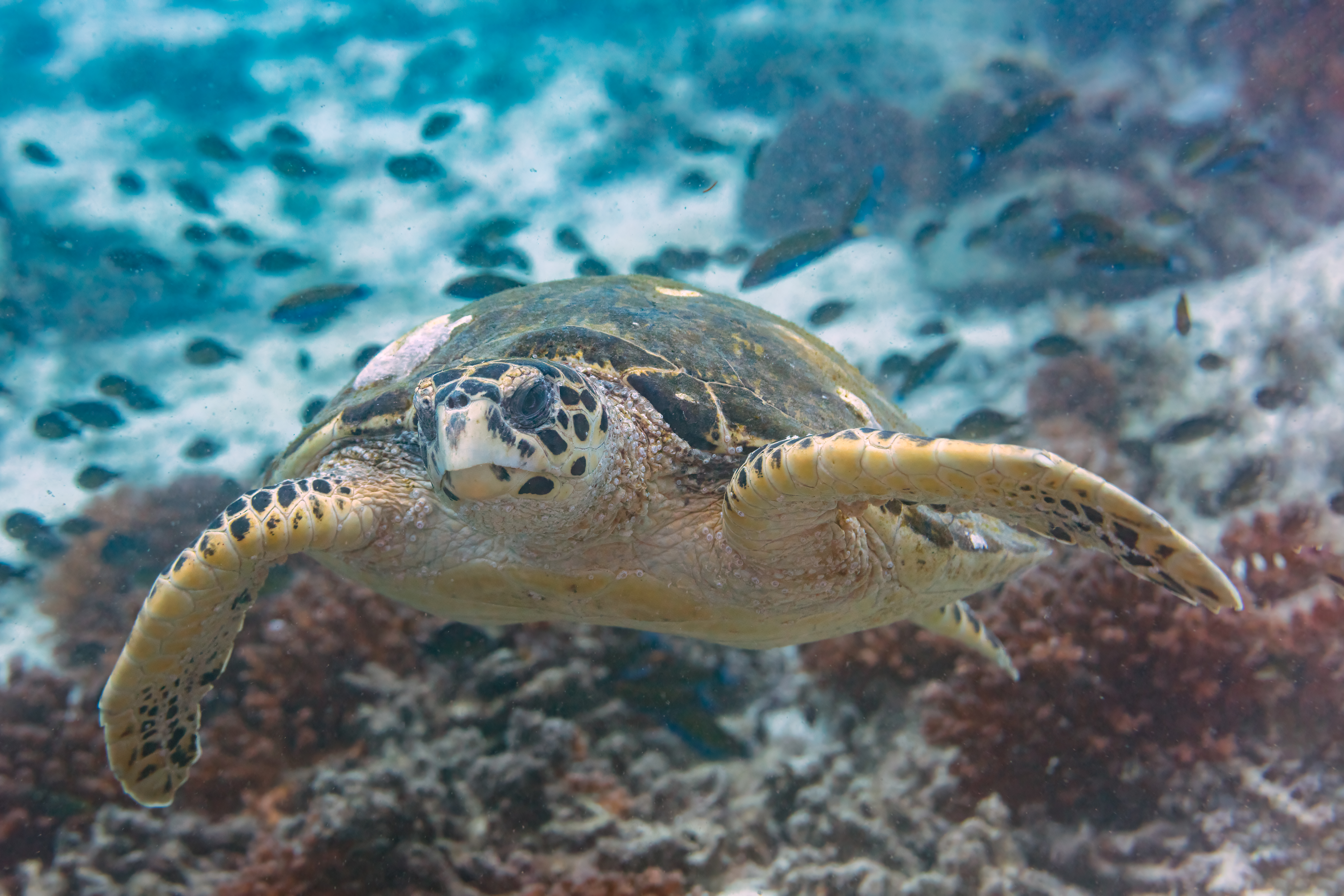 Tortue imbriquée : Carapace dentelée aux écailles imbriquées et bec étroit rappelant celui d’un rapace