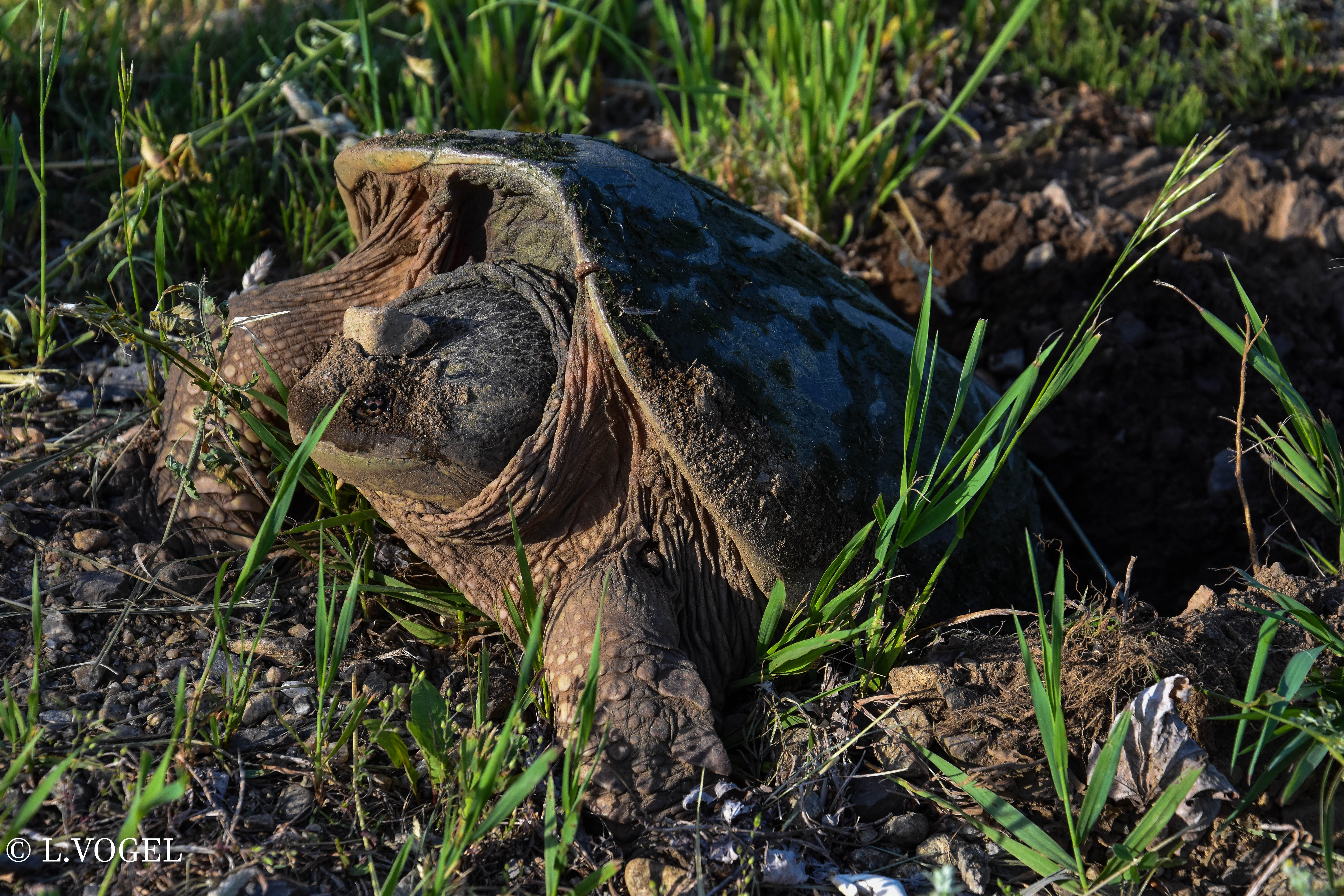 Tortue serpentine