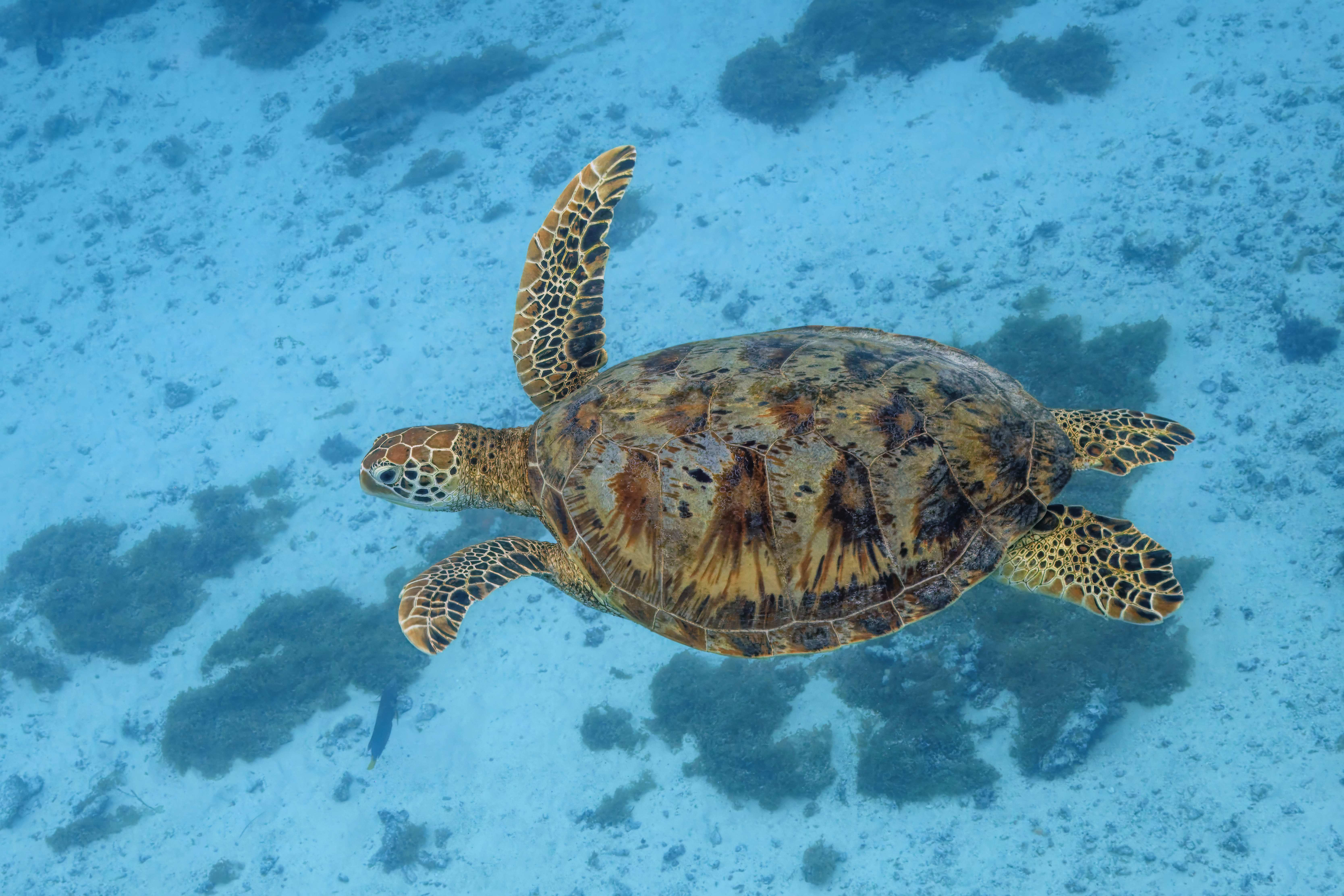 Tortue verte : Tortue marine à carapace ovale et tête arrondie sans bec crochu