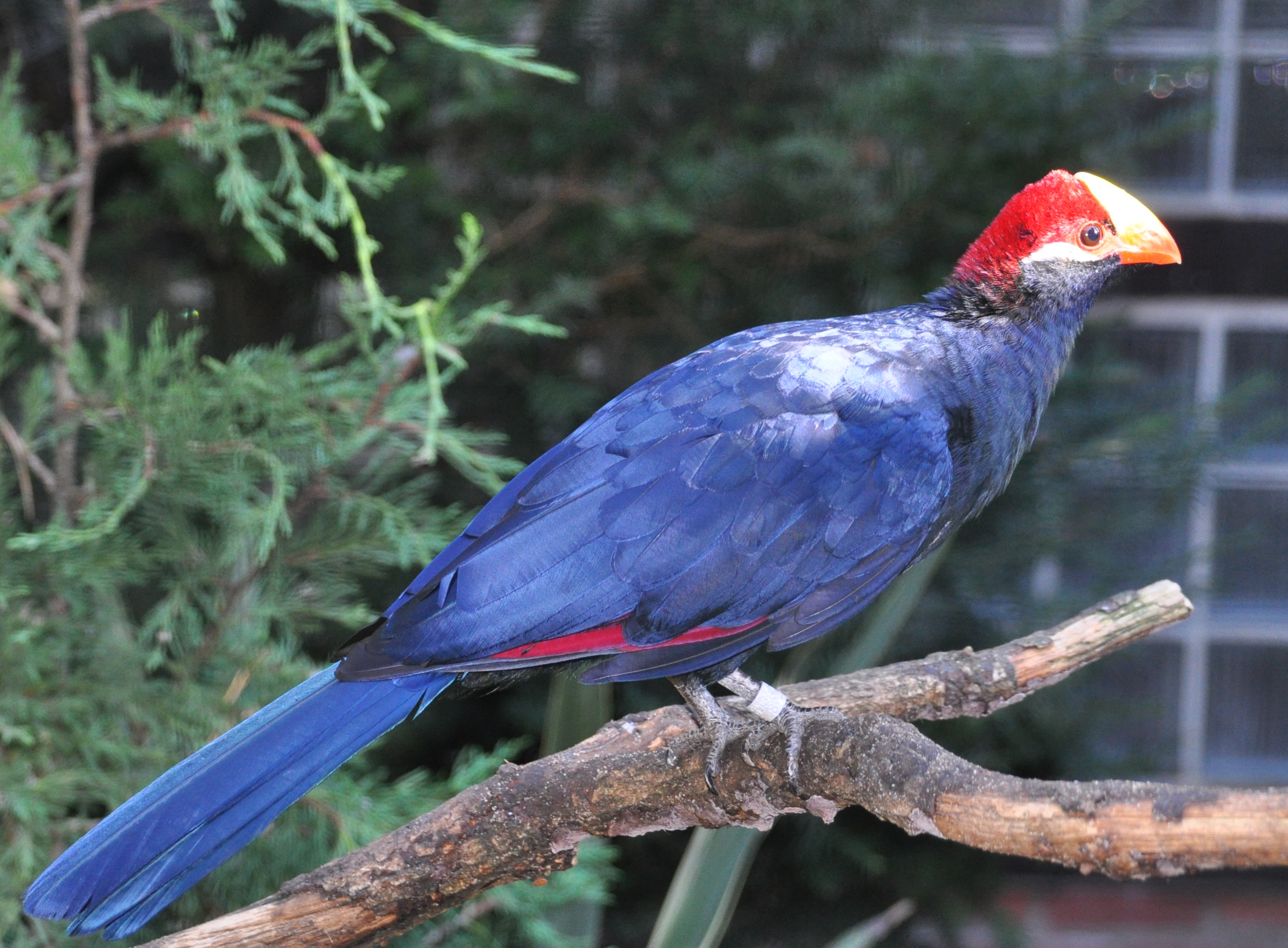 Touraco violet : Plumage violet brillant, calotte verte et bec rouge vif