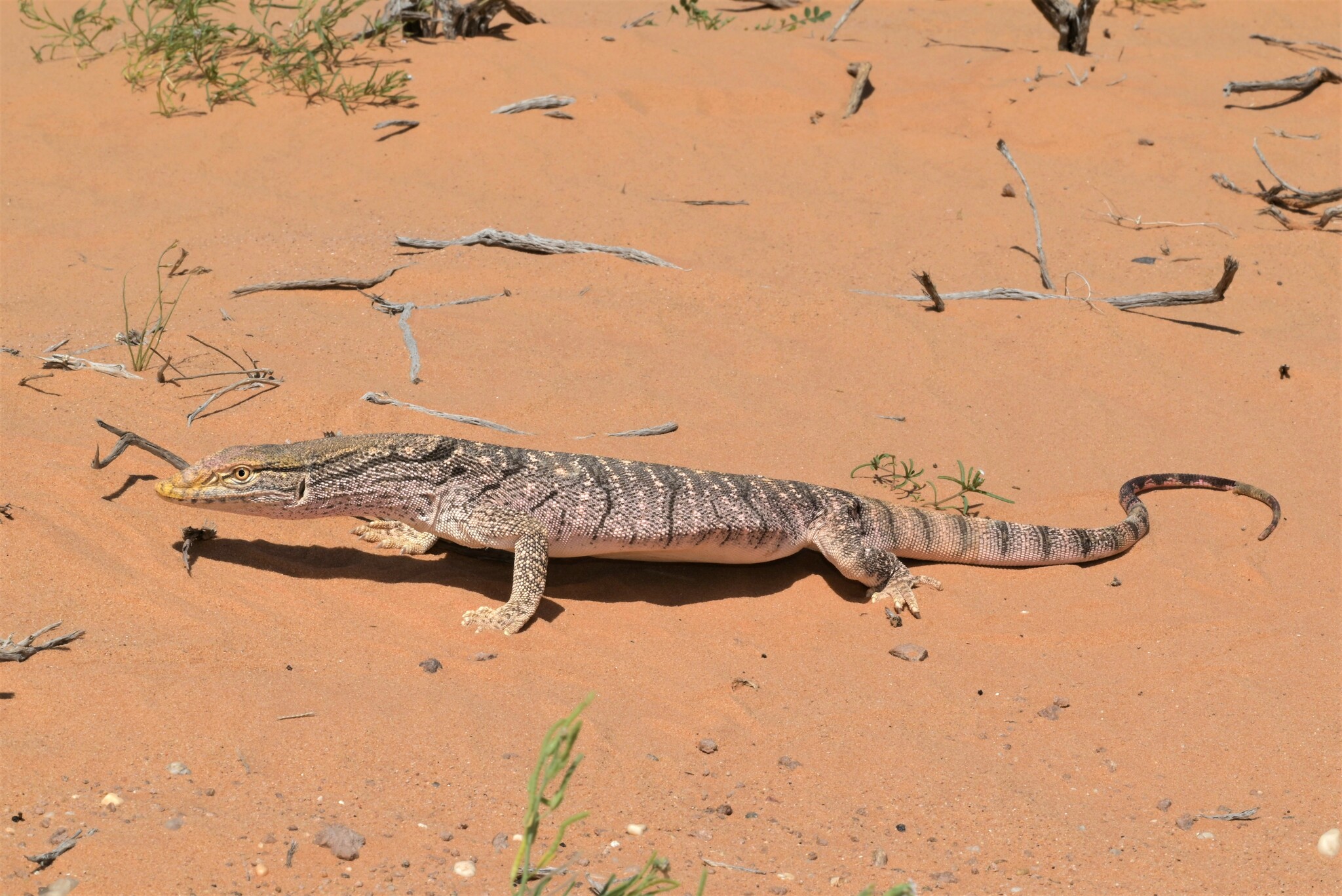 Varan du désert : Grand lézard beige à motifs sombres, avec une longue queue robuste