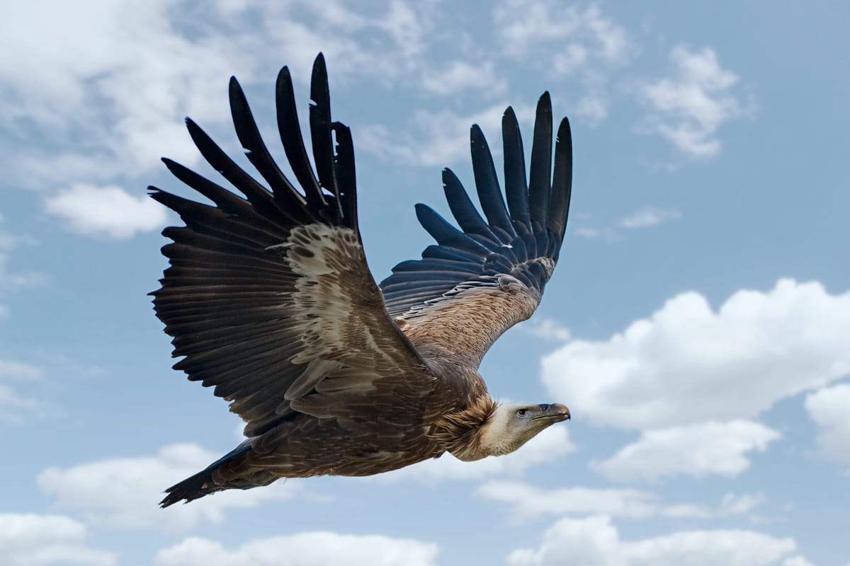 Vautour Fauve