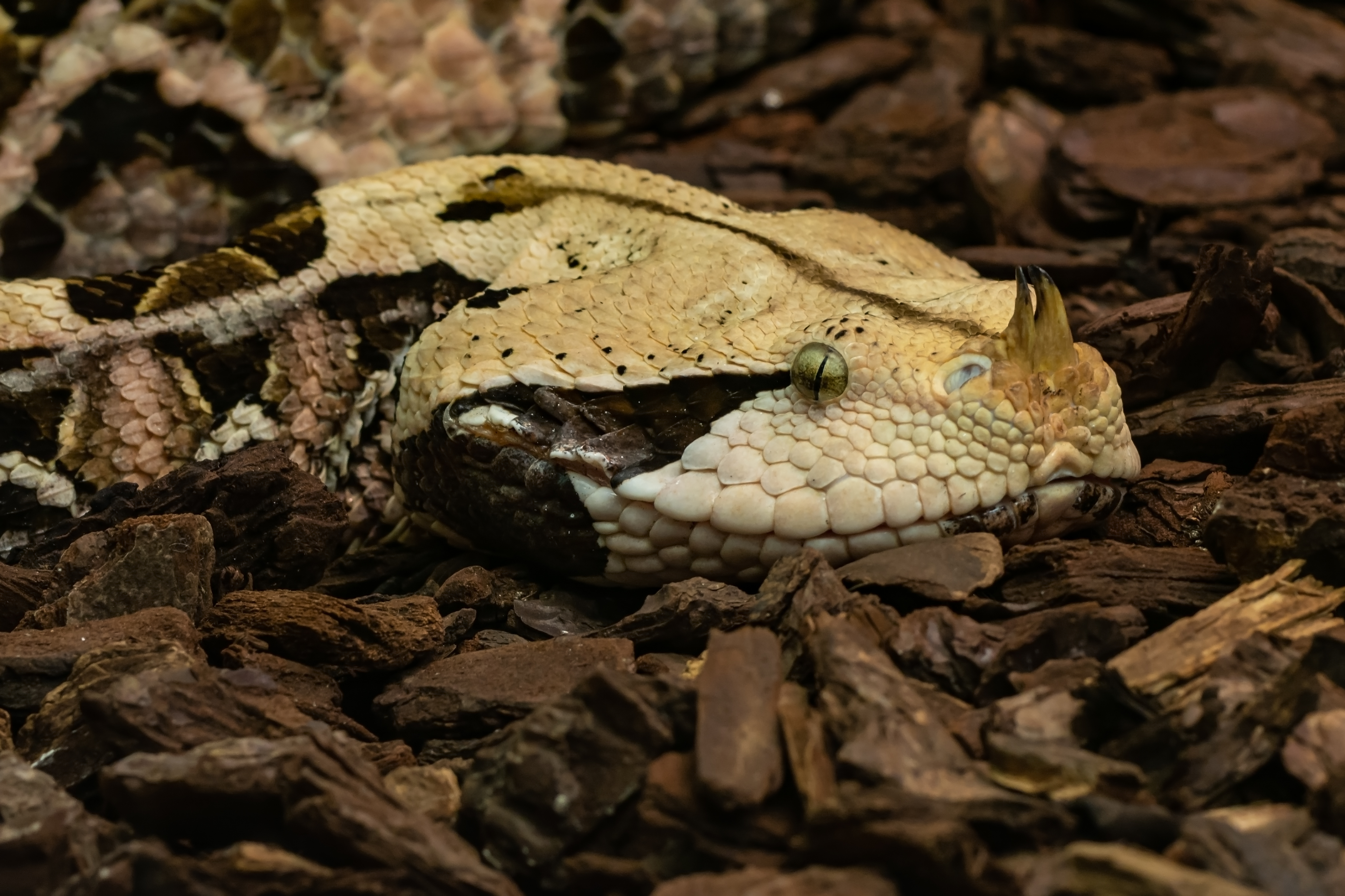 Vipère du Gabon