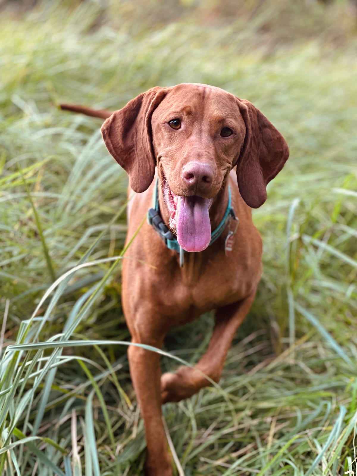 Vizsla