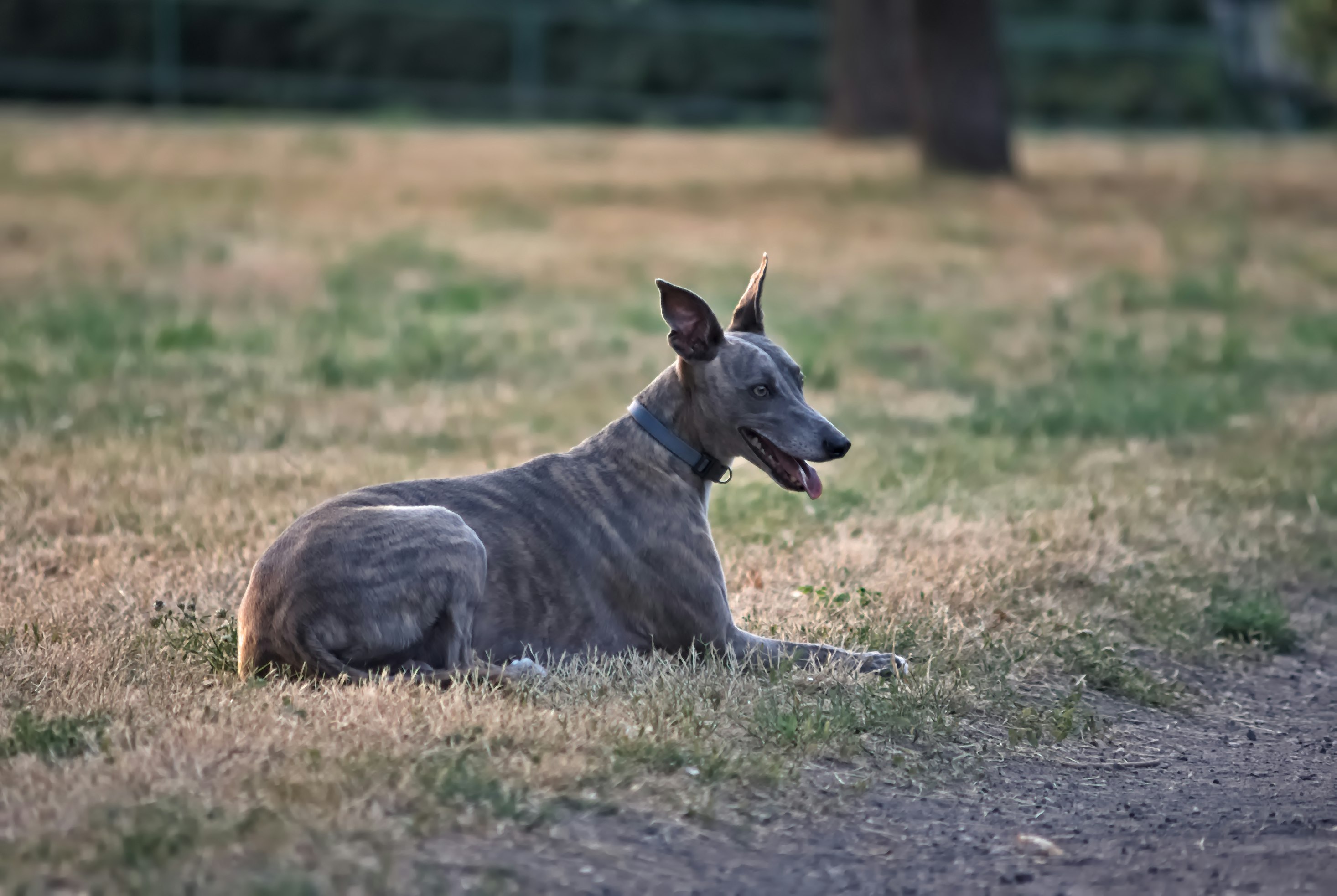 Whippet